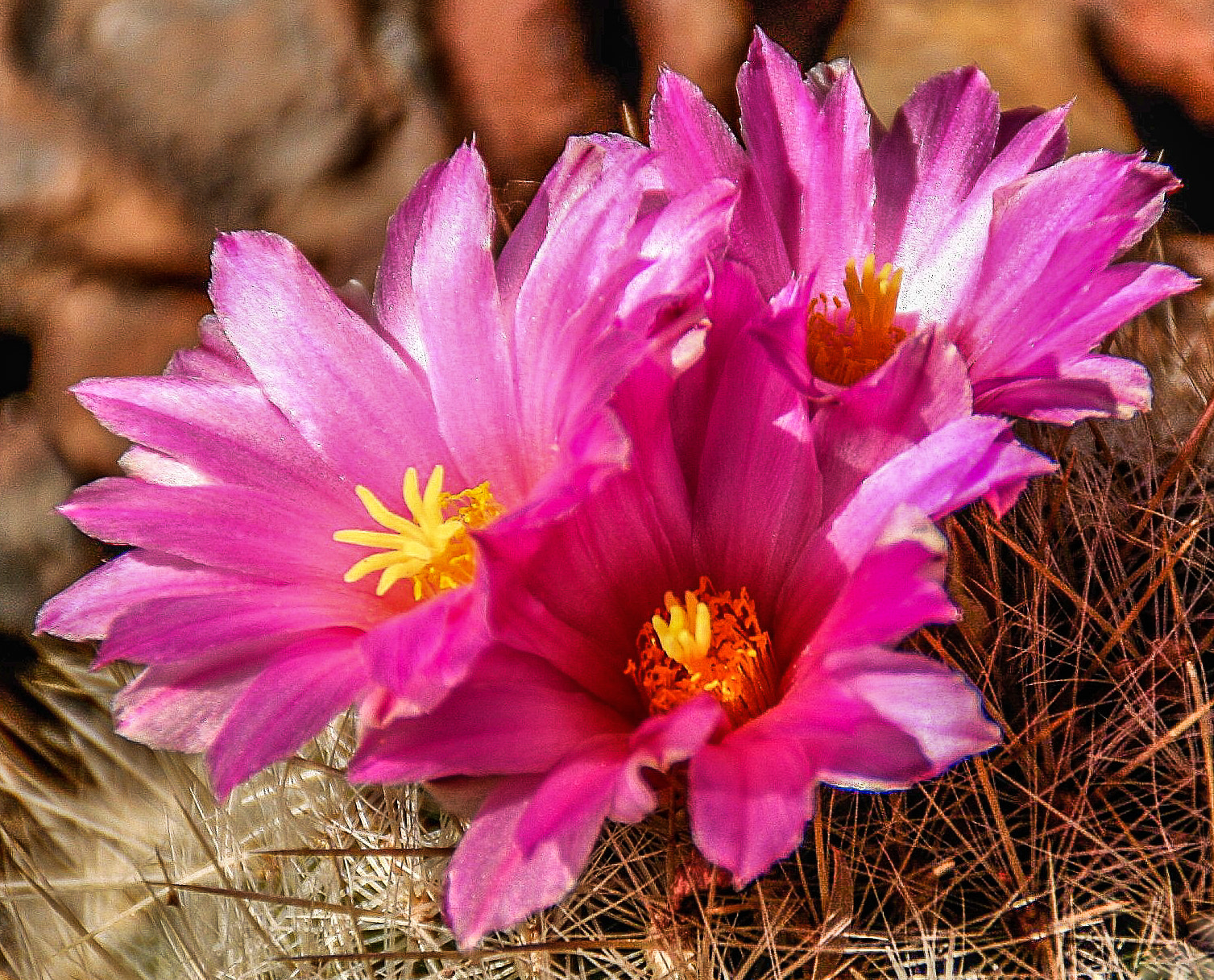 Canon EOS 400D (EOS Digital Rebel XTi / EOS Kiss Digital X) sample photo. Cactus blooms photography