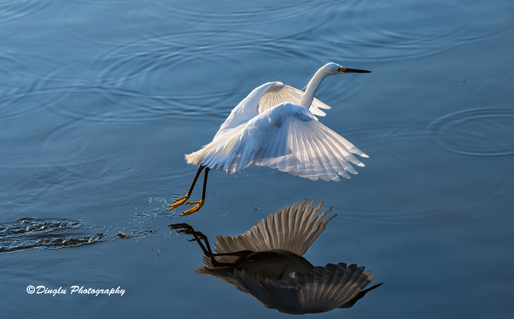 Nikon D5 sample photo. Morning dance photography