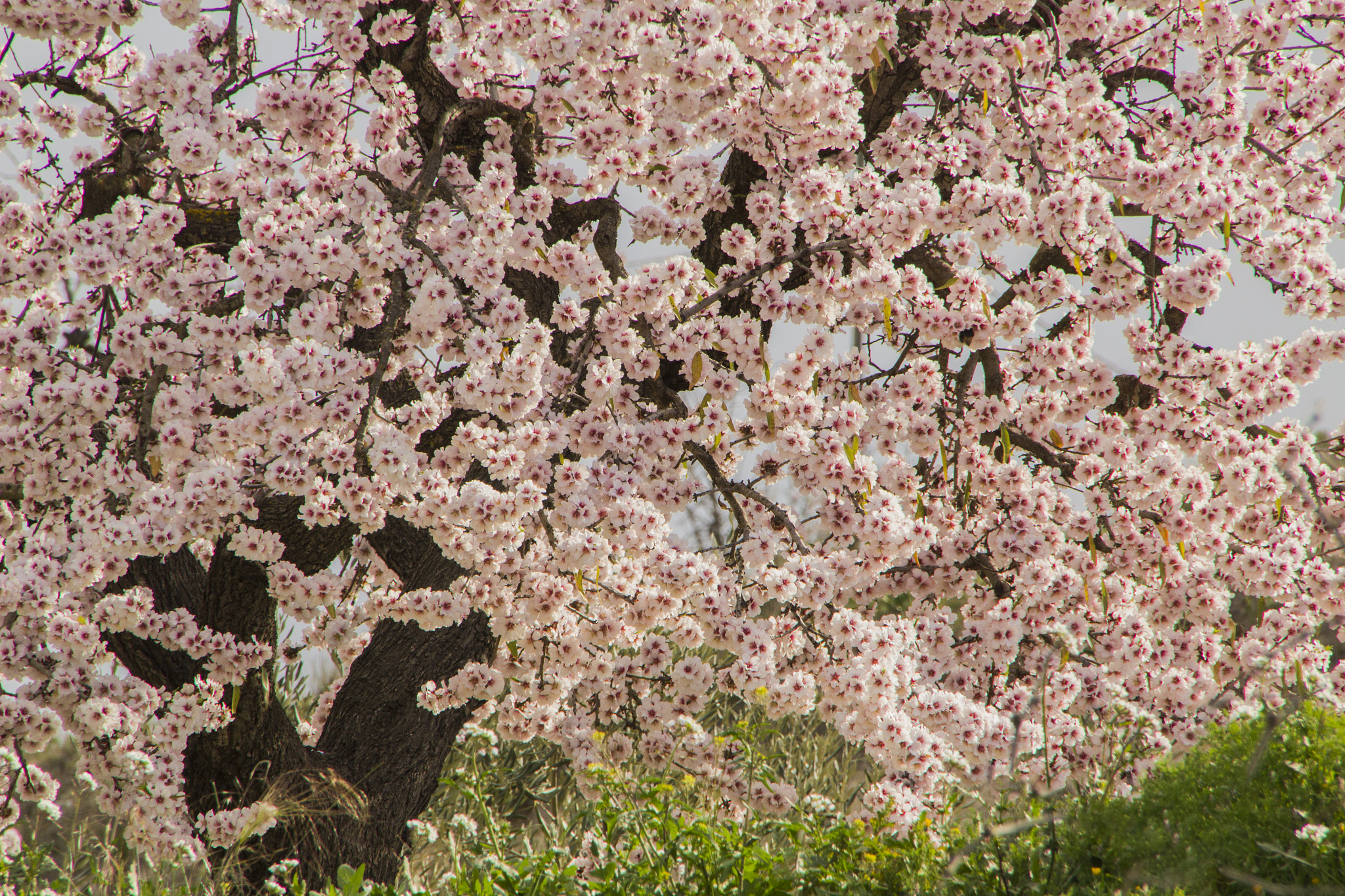 Canon EOS 60D sample photo. Almendro photography