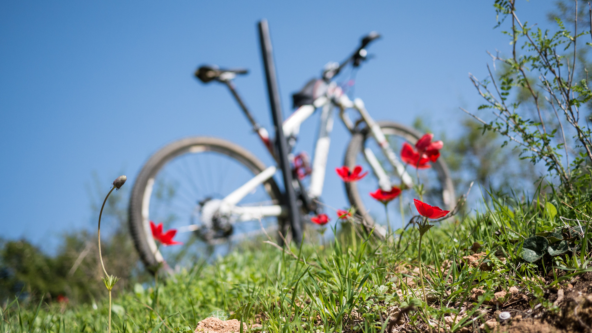 Panasonic Lumix DMC-GX7 + LUMIX G 20/F1.7 II sample photo. 8/52. spring riding photography