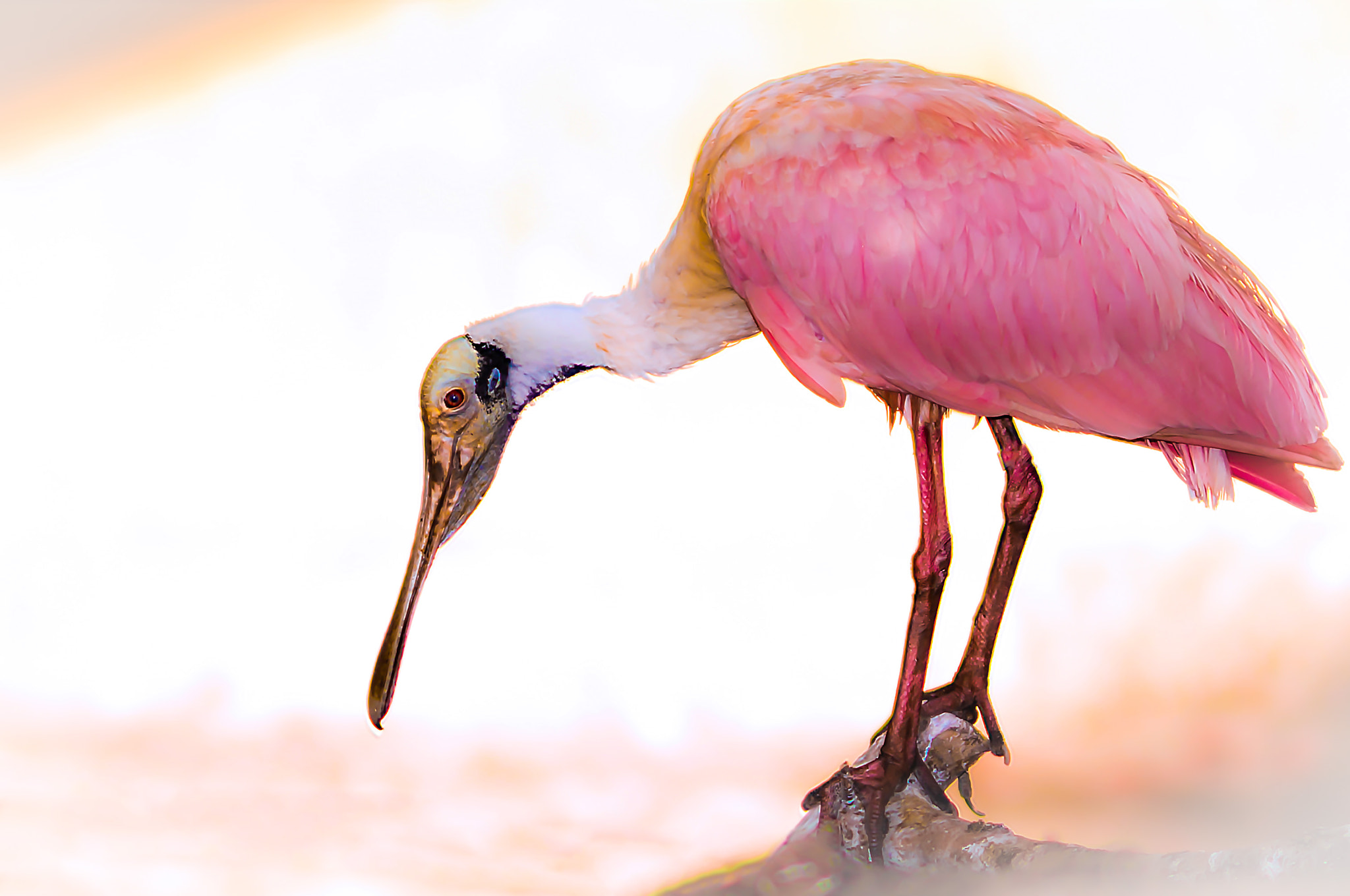 Nikon D800 sample photo. Roseate spoonbill photography