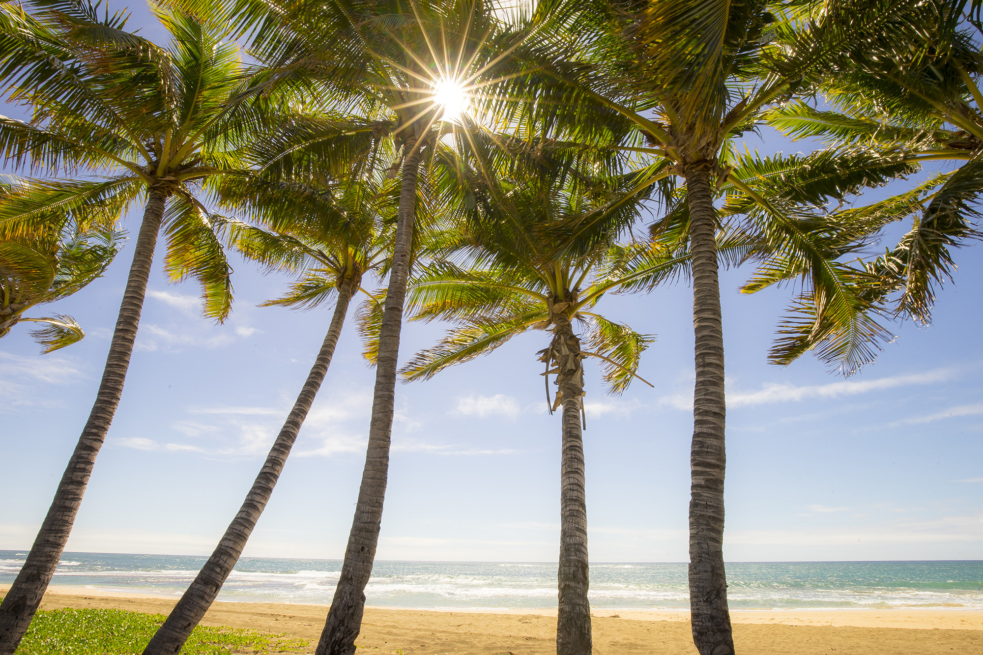 Canon EF 16-35mm F4L IS USM sample photo. Sun pierced palms photography