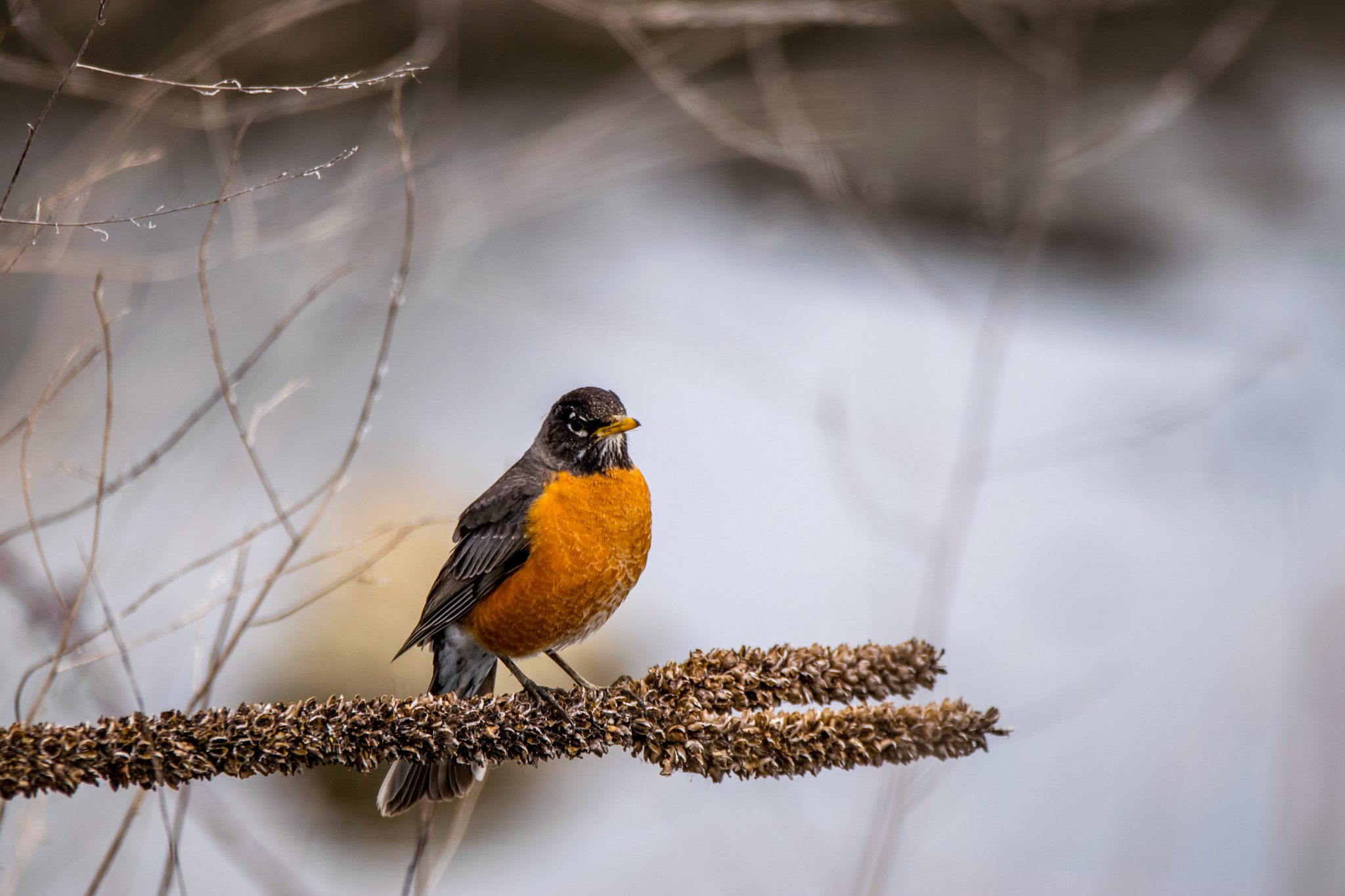 Nikon D5300 + Sigma 150-600mm F5-6.3 DG OS HSM | C sample photo. Robin... waiting for spring photography