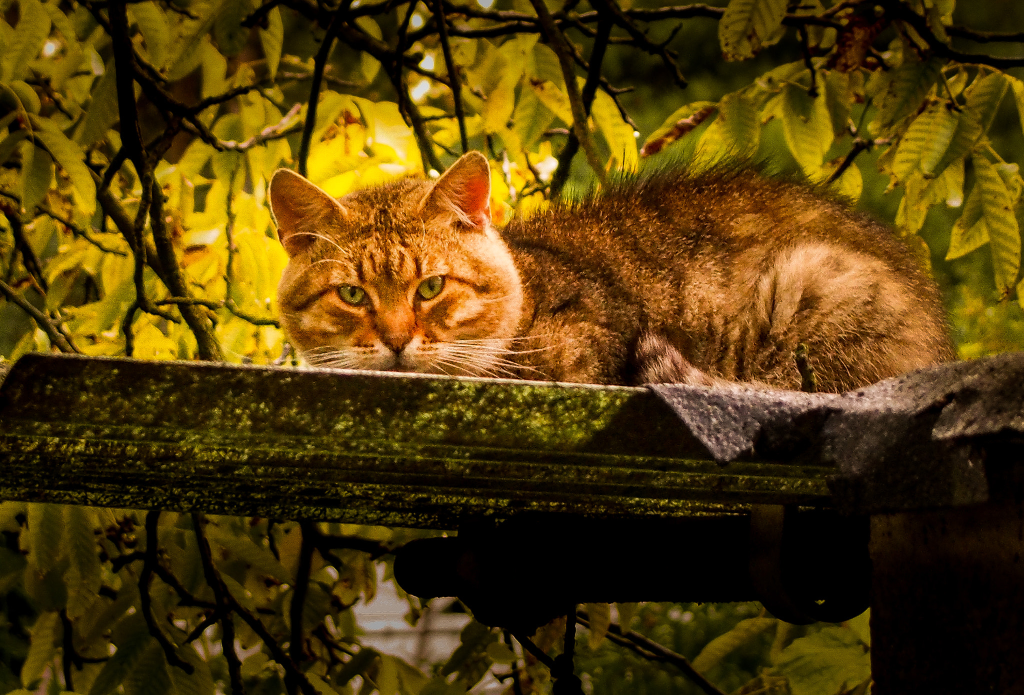 Olympus PEN E-PL5 sample photo. Peeper photography