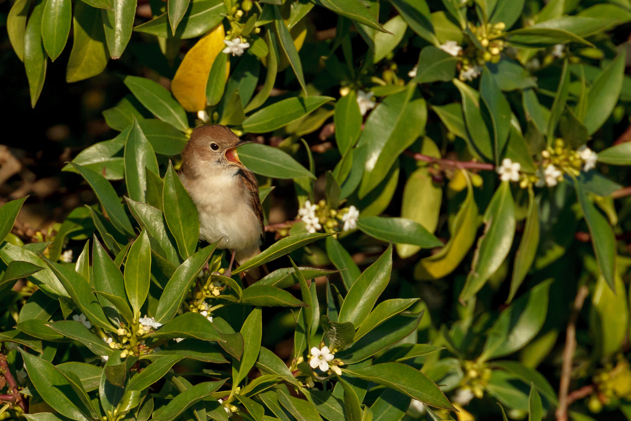 Canon EOS-1D Mark IV + Canon EF 500mm F4L IS USM sample photo. Common nightingale sitting in a bush and calling photography