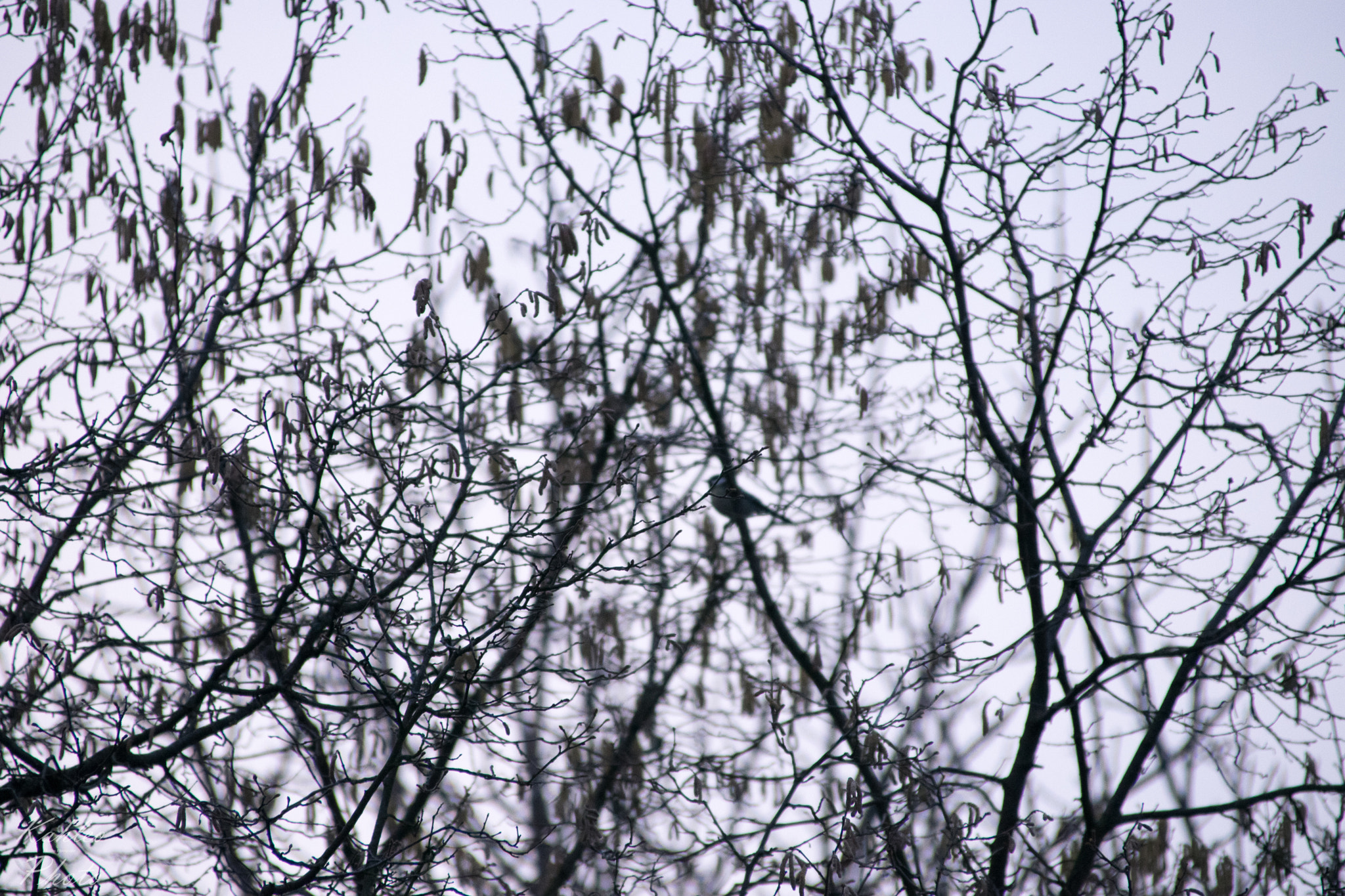 Sigma 28-300mm F3.5-6.3 DG Macro sample photo. Bird on sunday evening photography