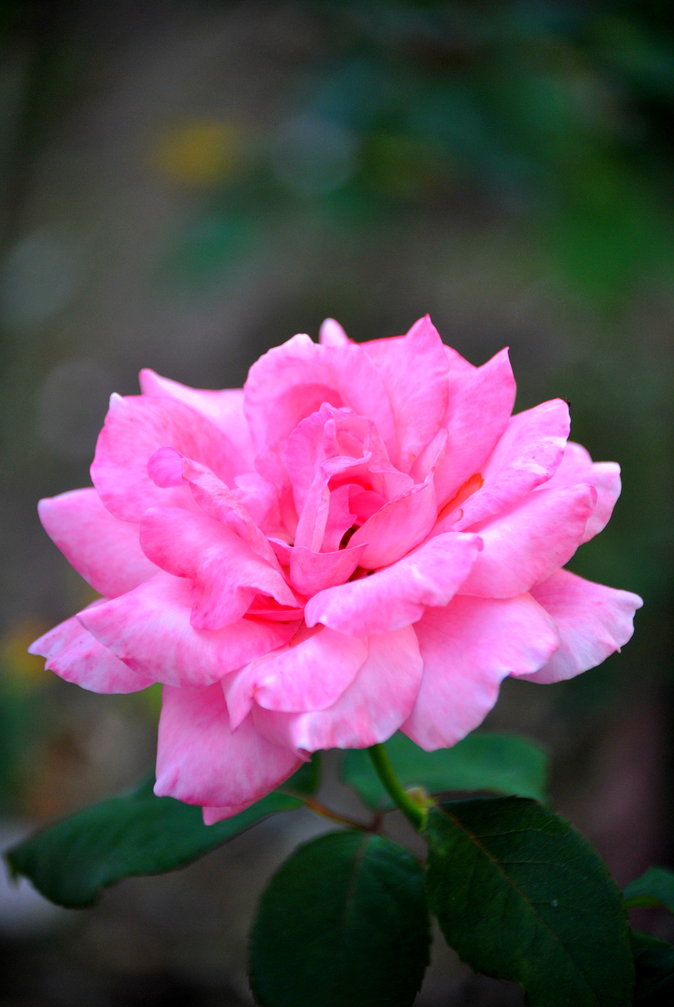Nikon D3000 sample photo. Pink cloud photography