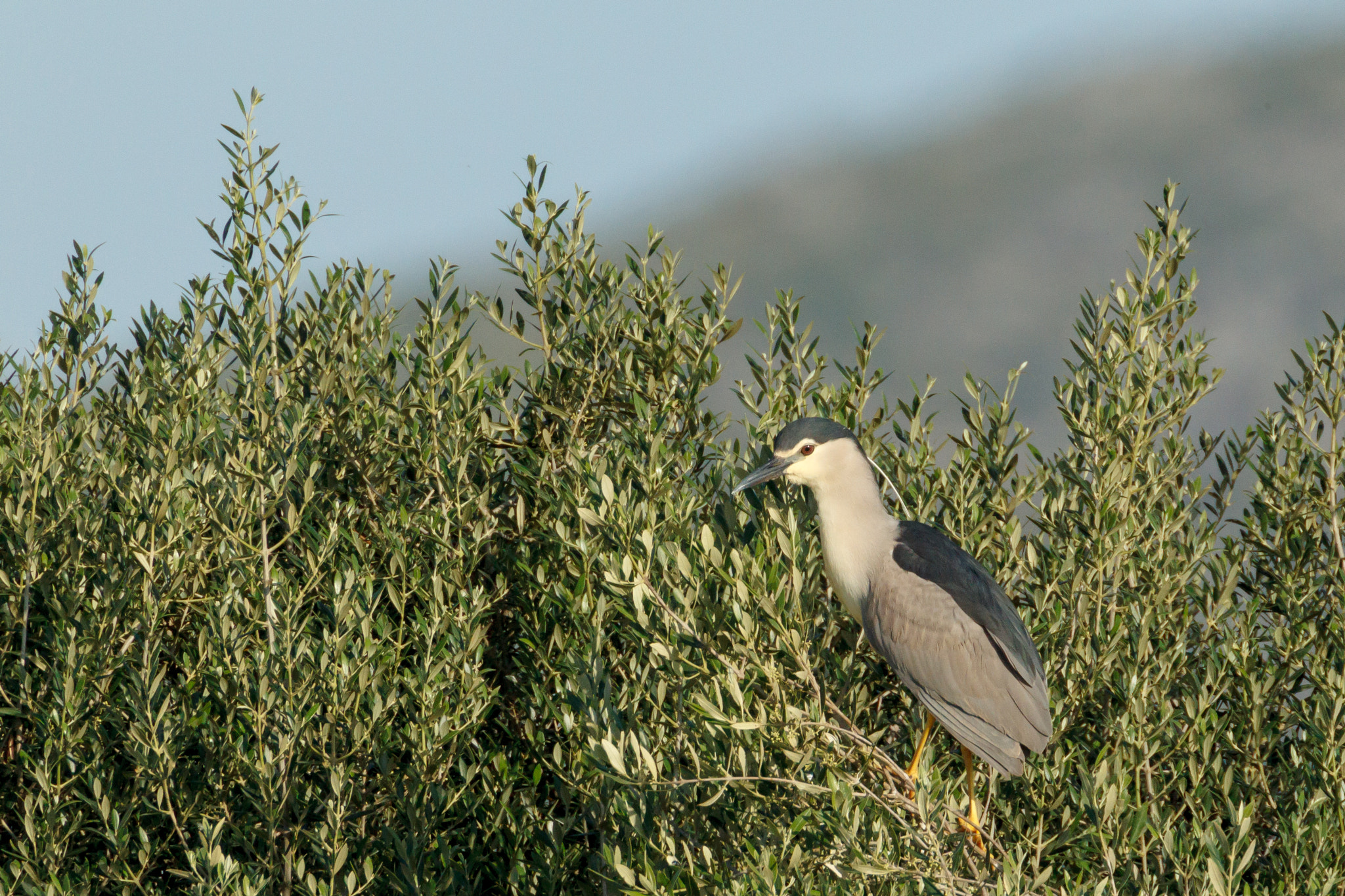 Canon EOS-1D Mark IV + Canon EF 500mm F4L IS USM sample photo. Black-crowned night-heron sitting in a bush photography