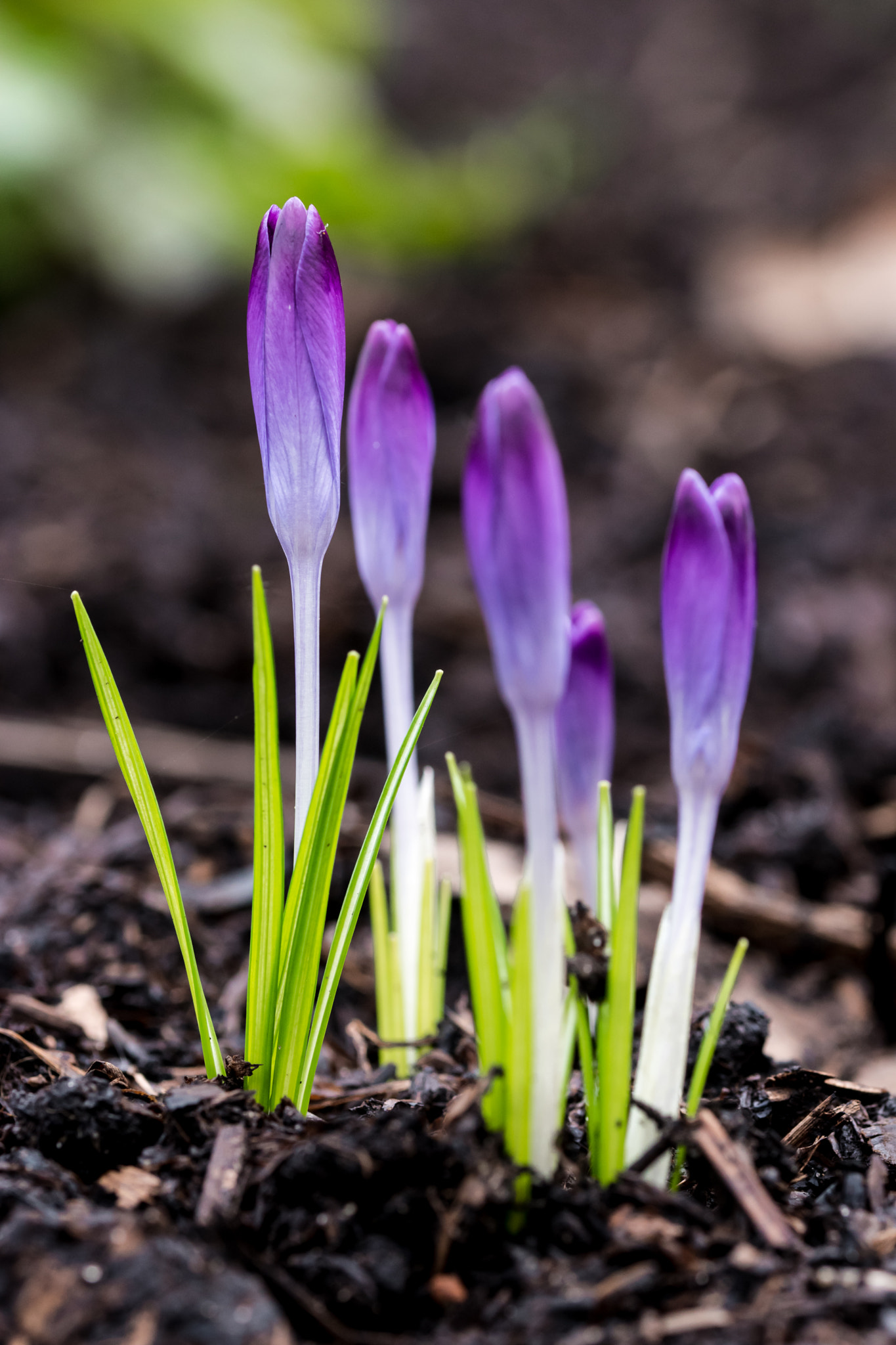 Sigma 105mm F2.8 EX DG OS HSM sample photo. Crocuses photography