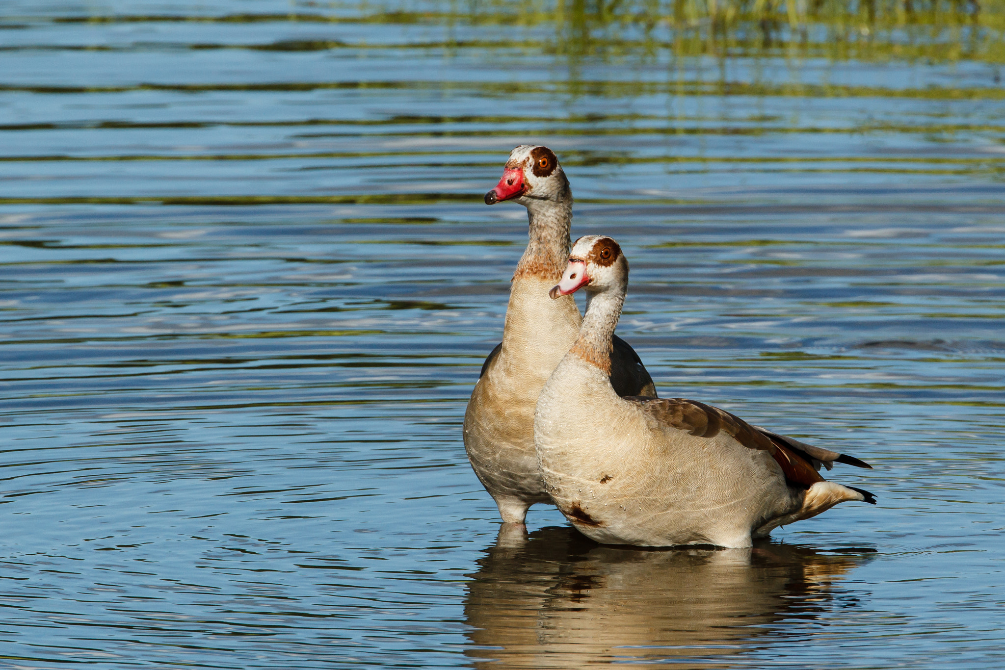 Canon EF 500mm F4L IS USM sample photo. Pair of egyptian geese standing in a shallow pond photography