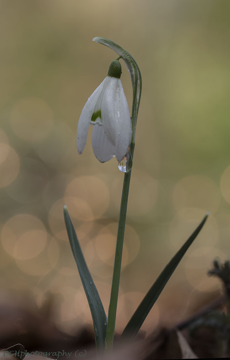 Canon EF 100mm F2.8L Macro IS USM sample photo. Snowdrop photography