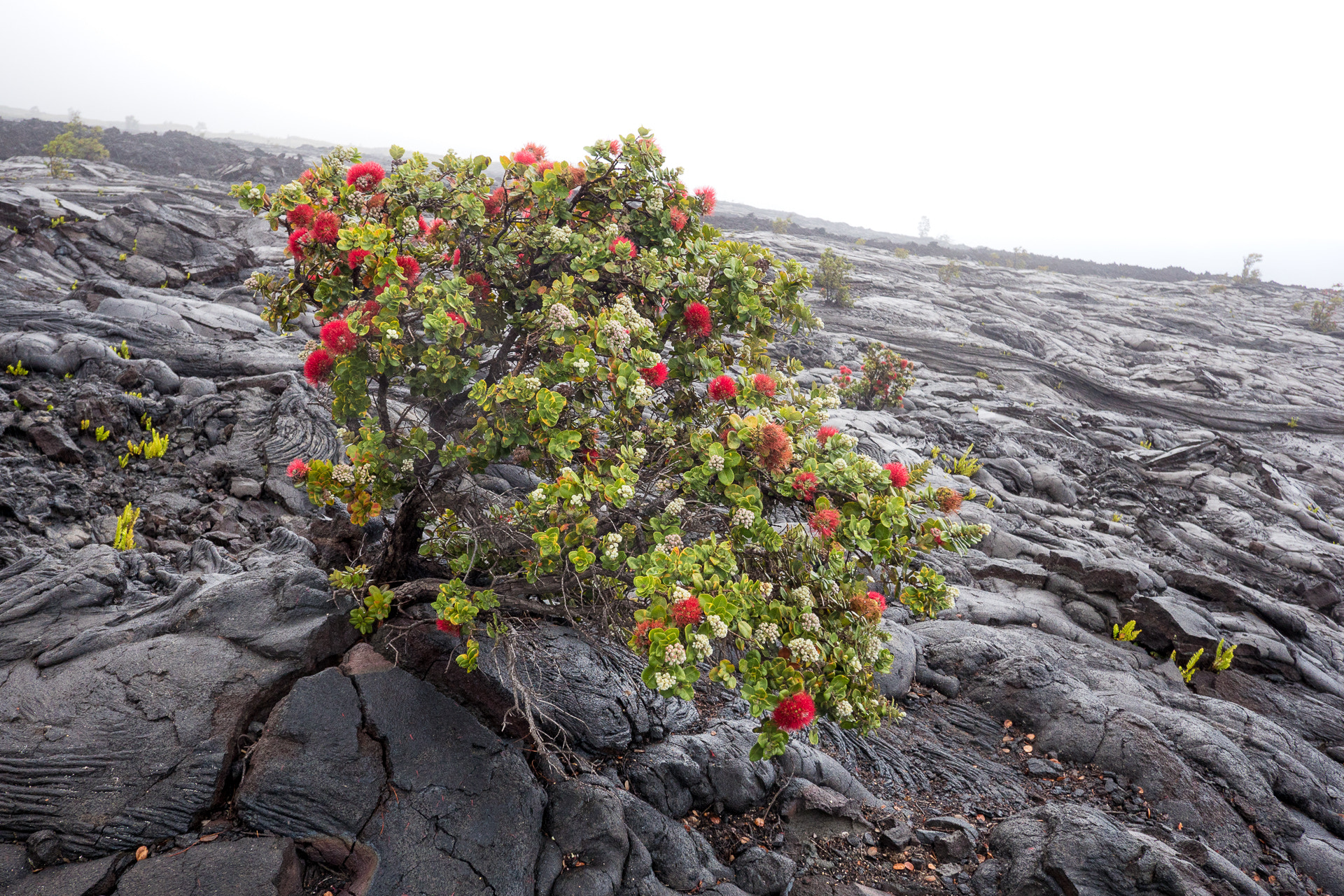 Panasonic Lumix G Vario 7-14mm F4 ASPH sample photo. Early adopter photography