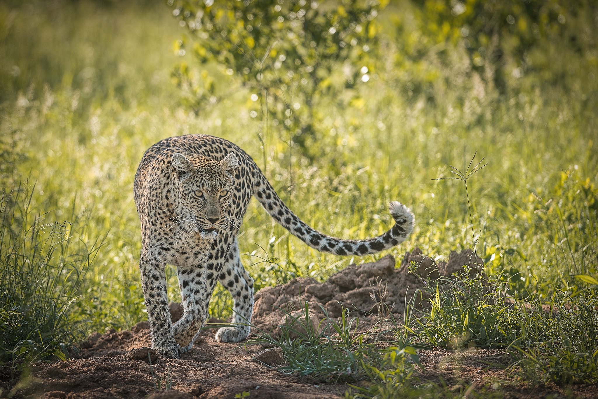 Nikon D5 + Nikon AF-S Nikkor 400mm F2.8G ED VR II sample photo. The leopard lady photography