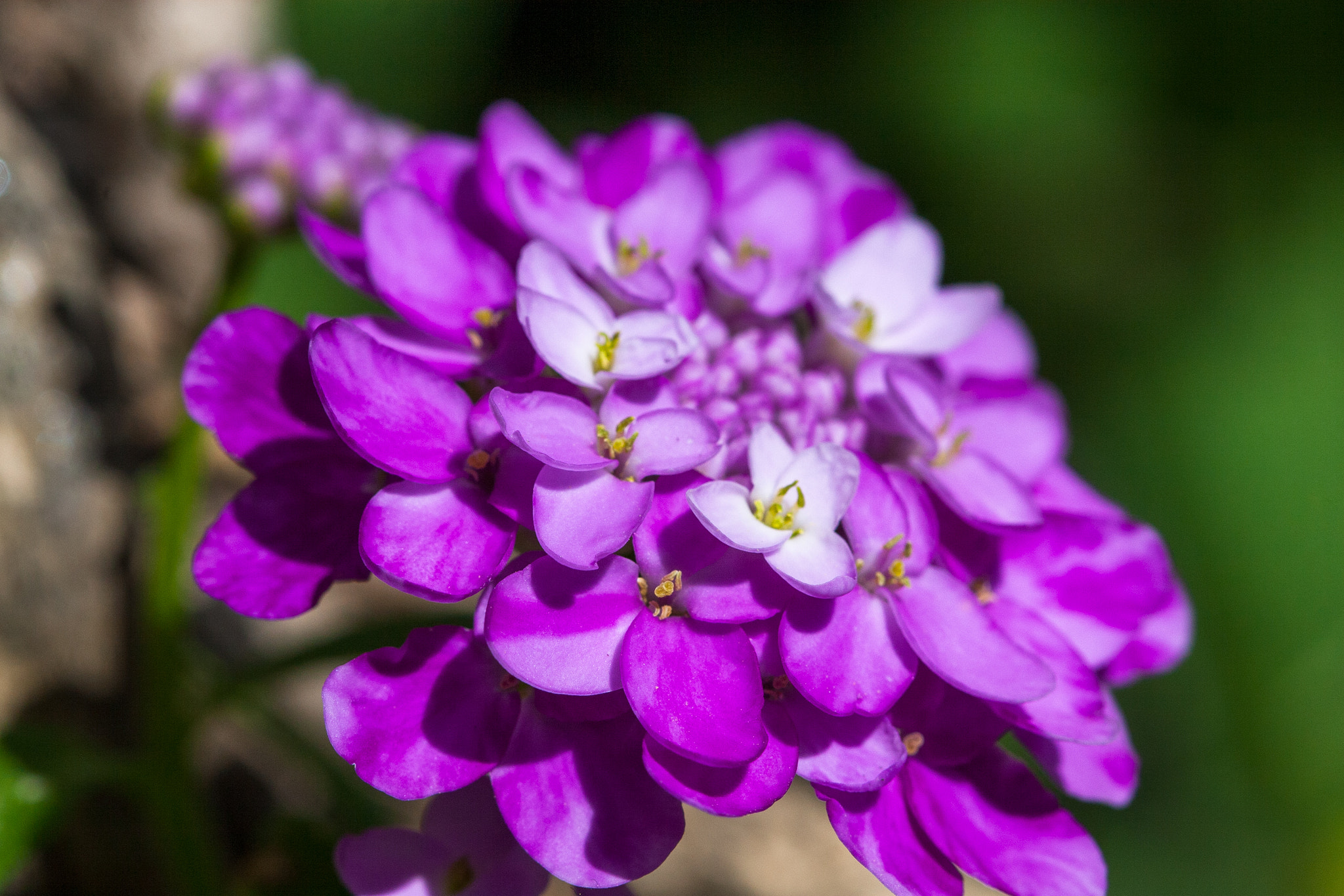 Canon EOS 30D + Canon EF 100mm F2.8 Macro USM sample photo. Purple flower photography