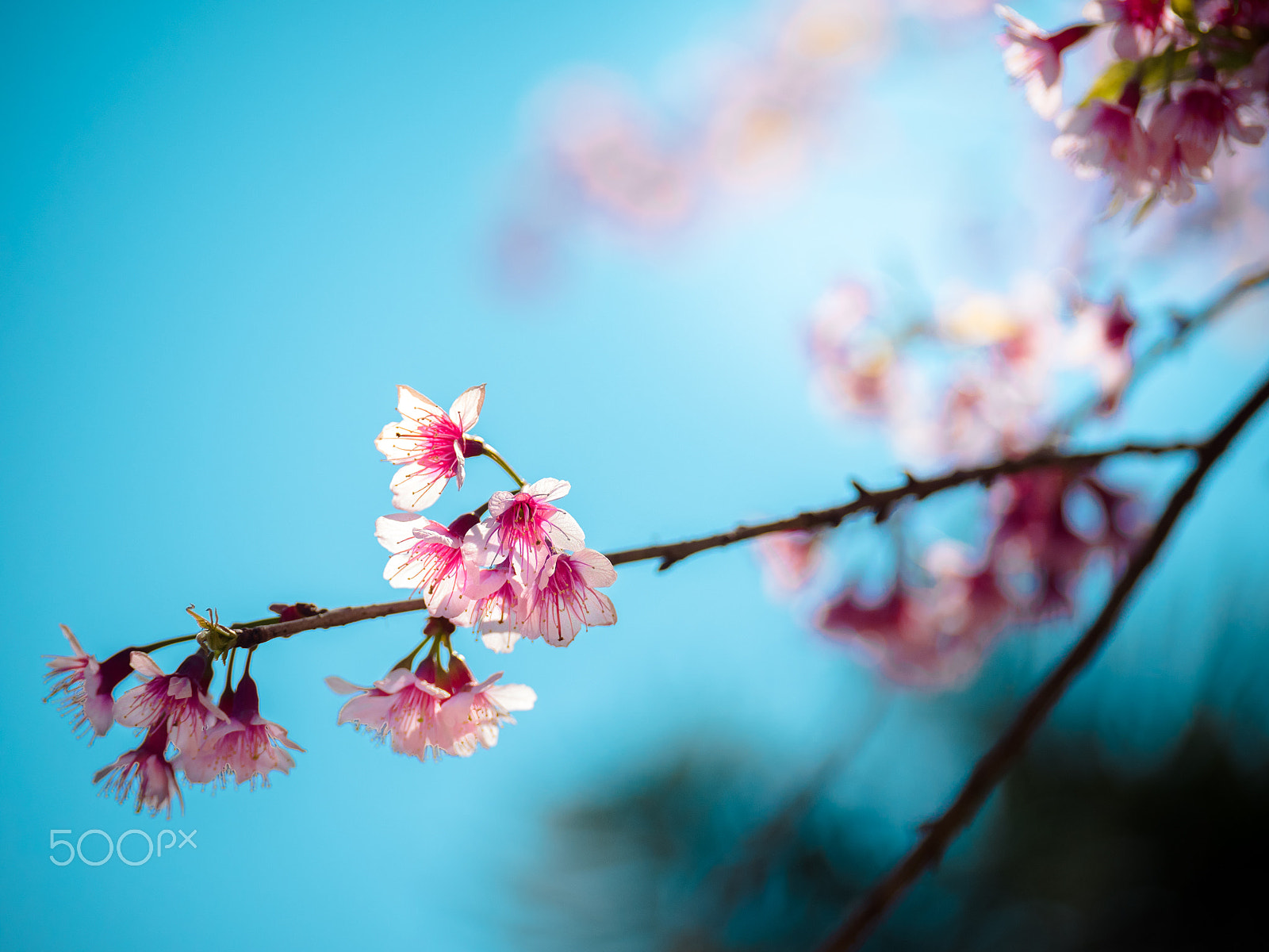 Panasonic Lumix G X Vario 35-100mm F2.8 OIS sample photo. Sakura blooming on treetop photography