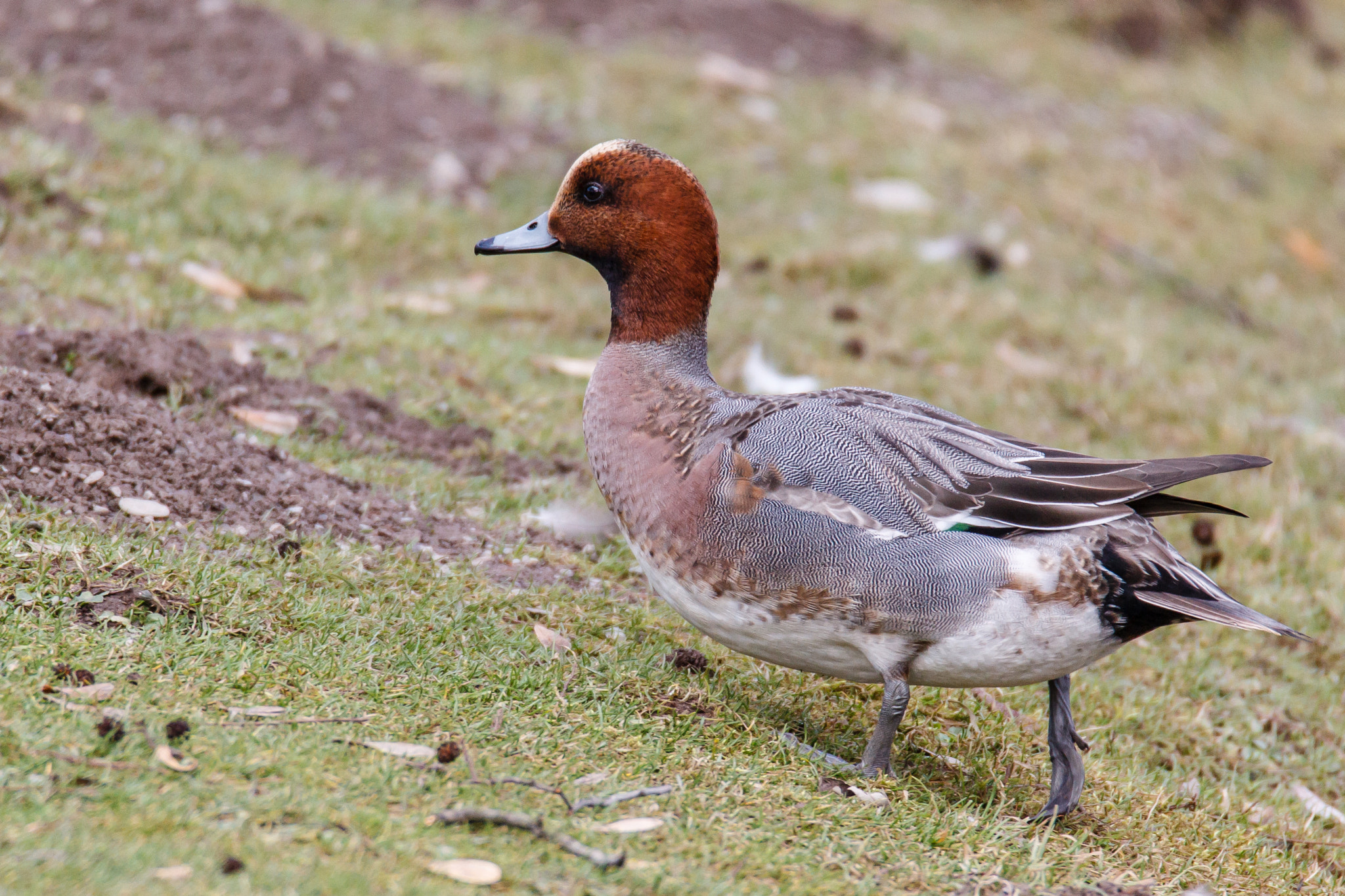 Canon EOS-1D Mark IV + Tamron SP 150-600mm F5-6.3 Di VC USD sample photo. Male eurasian wigeon walking on grass photography