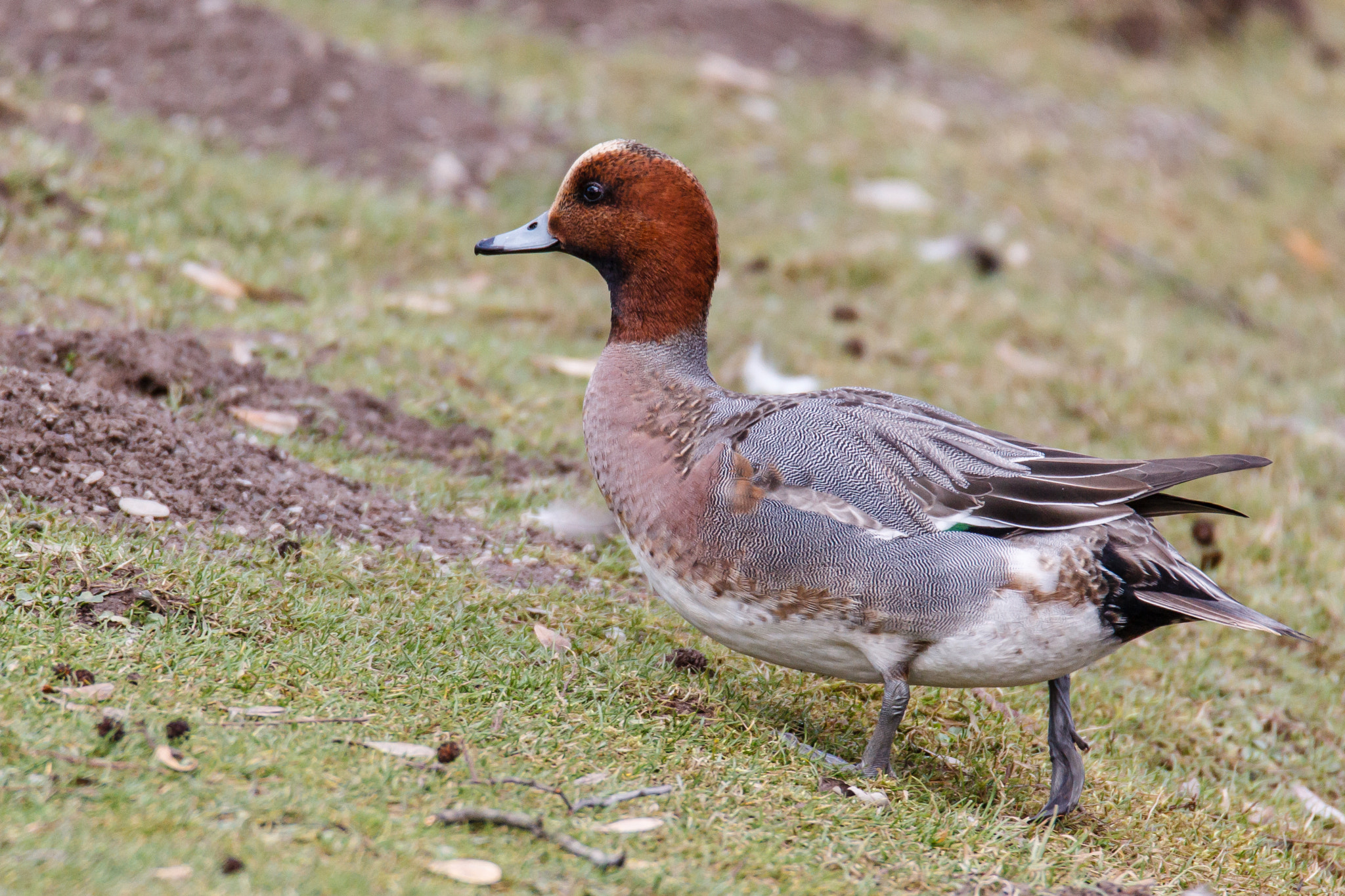 Tamron SP 150-600mm F5-6.3 Di VC USD sample photo. Male eurasian wigeon walking on grass photography