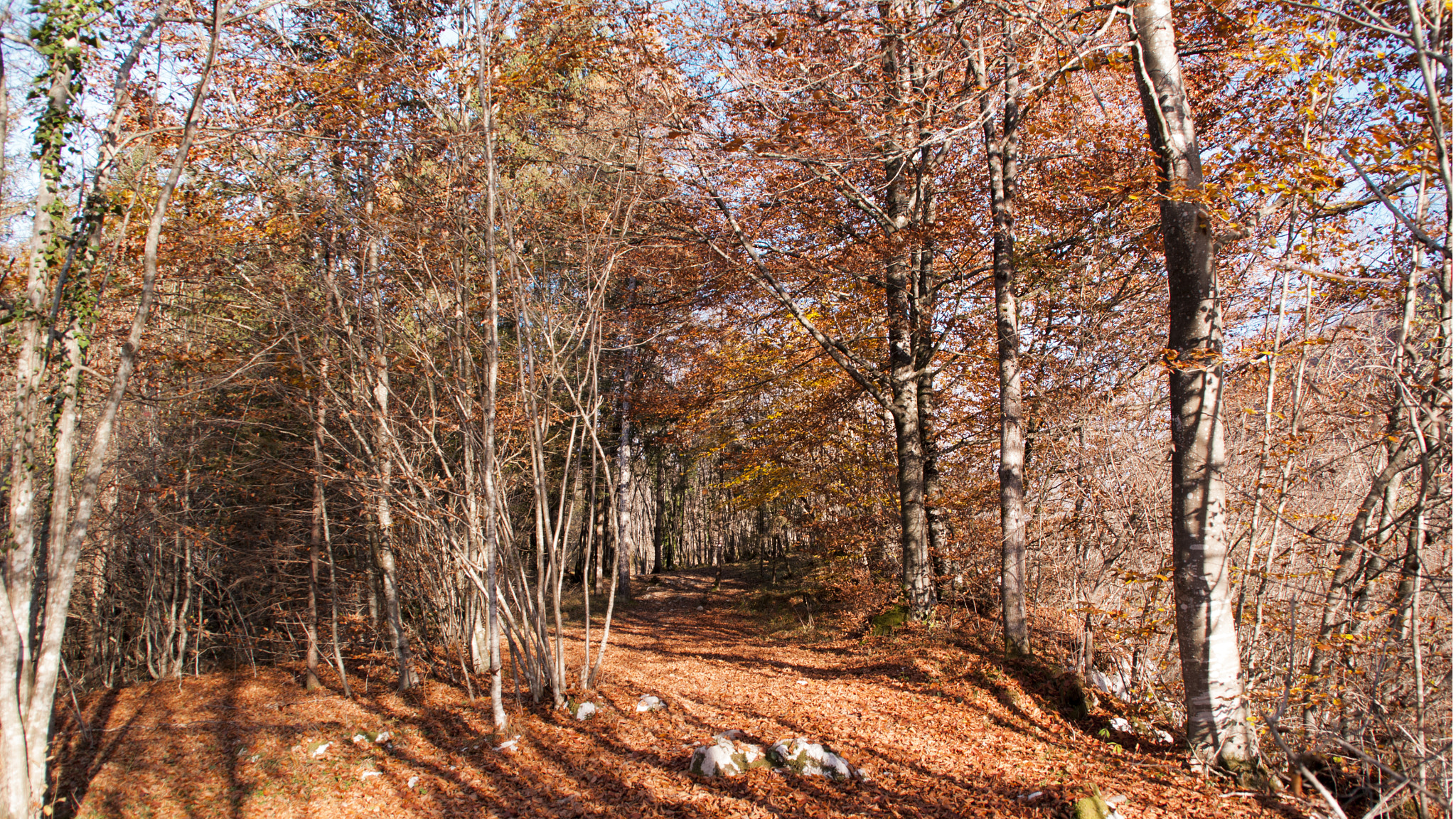 Pentax K20D sample photo. Barcis bosco del montelonga photography