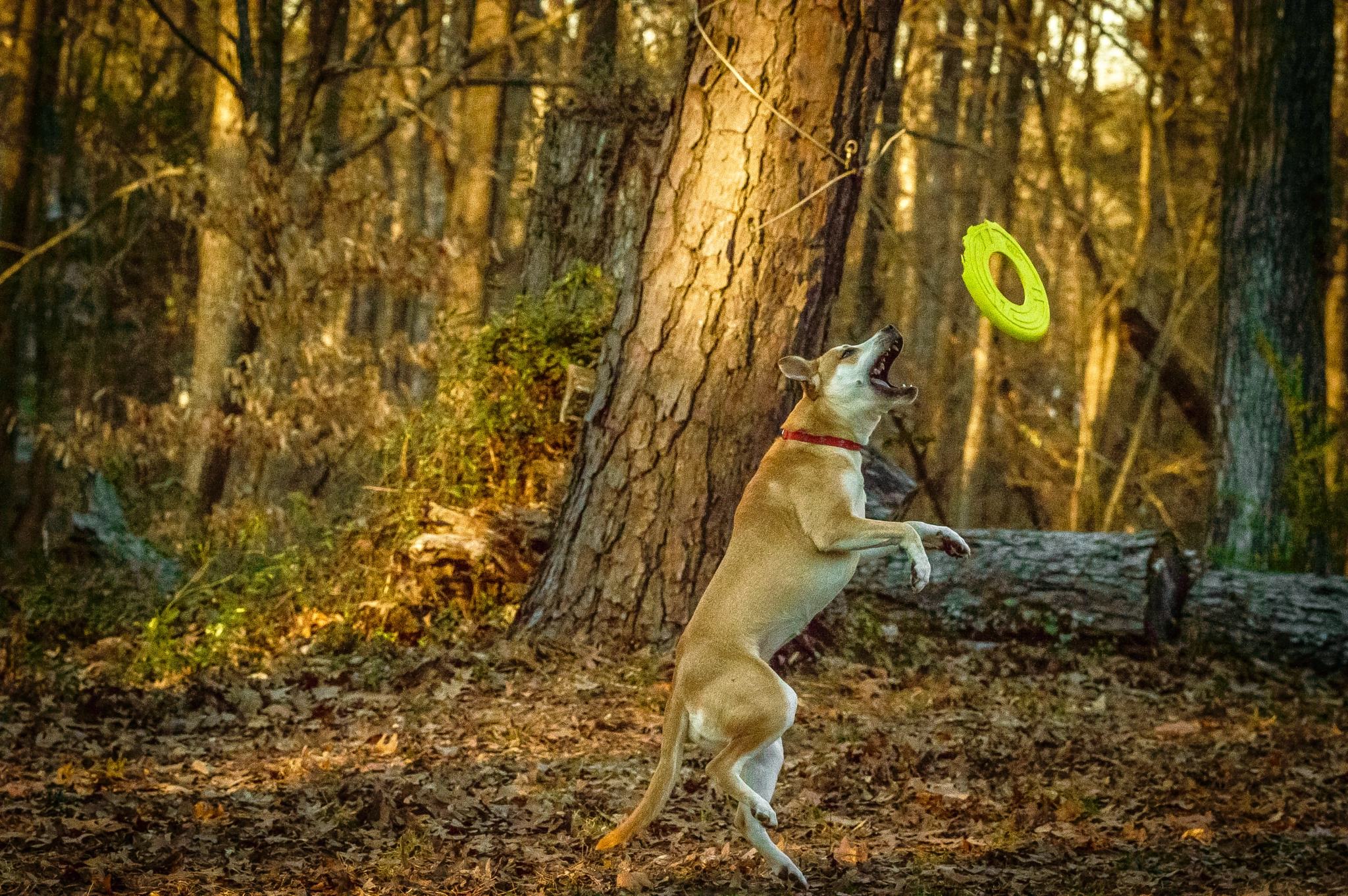 Nikon D3200 + Sigma 105mm F2.8 EX DG Macro sample photo. My millie photography