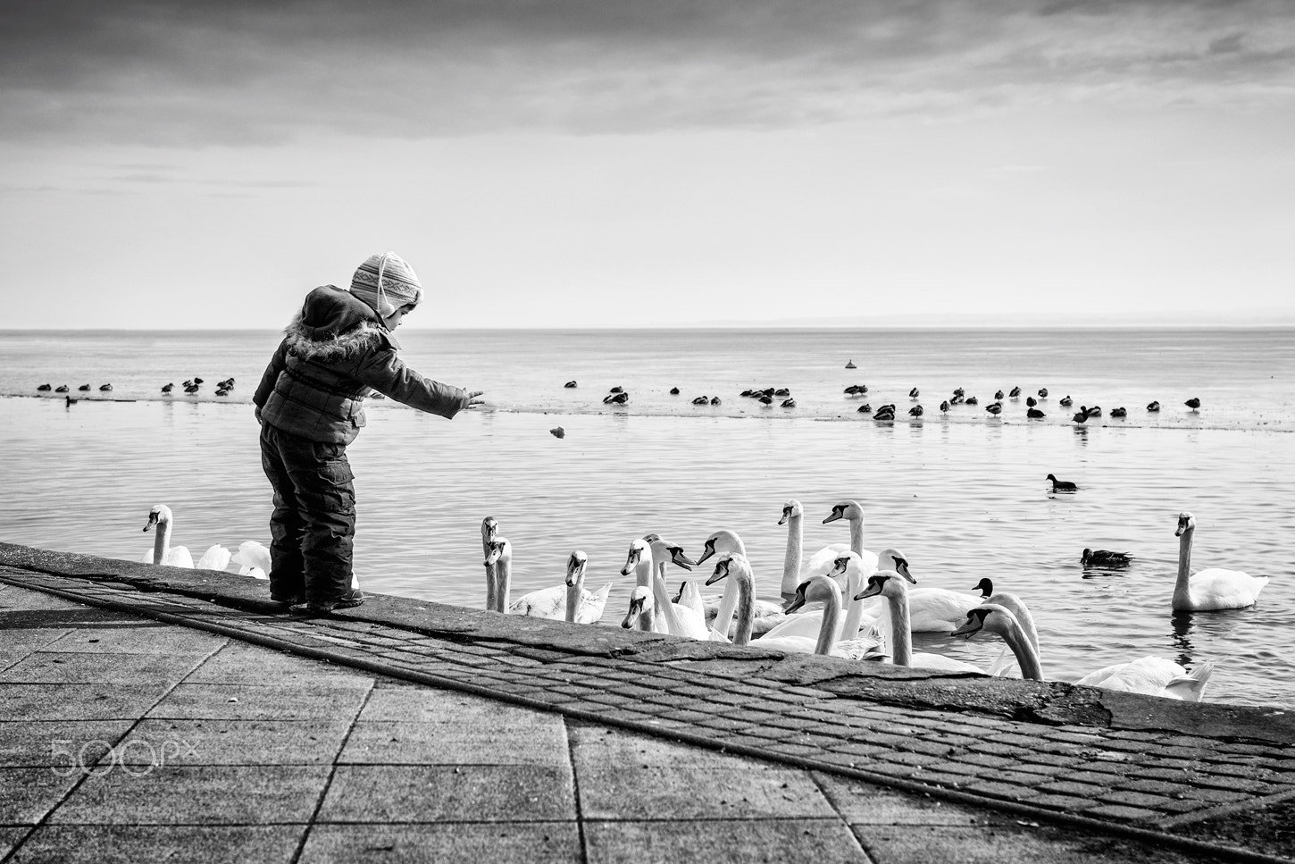Nikon AF-S Nikkor 24-70mm F2.8G ED sample photo. Feeding swans at lake balaton photography