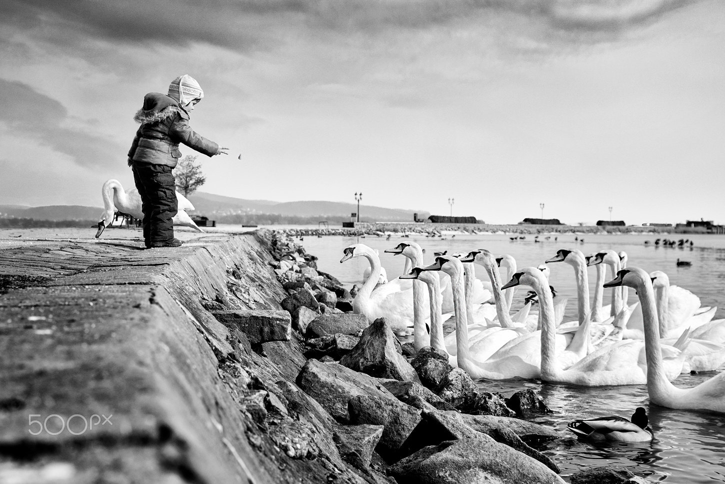 Nikon D7100 sample photo. Feeding swans at lake balaton photography