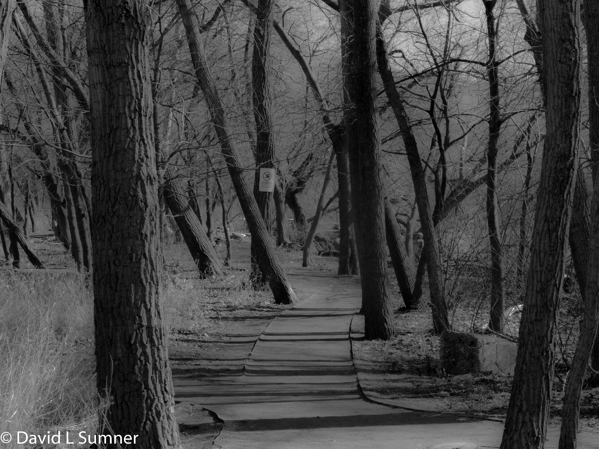Canon EOS 760D (EOS Rebel T6s / EOS 8000D) sample photo. Monochrome - trees  photography