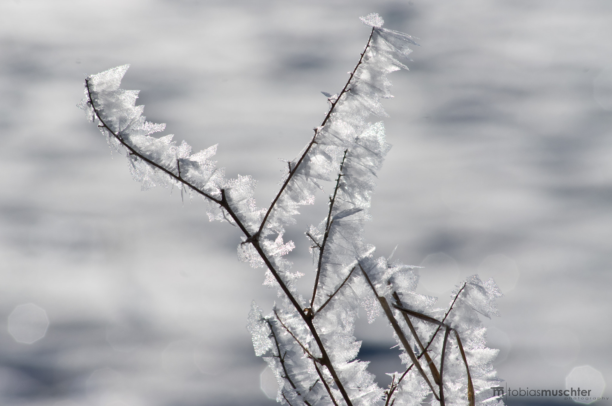 Pentax K-x sample photo. Eiskristalle am gras photography