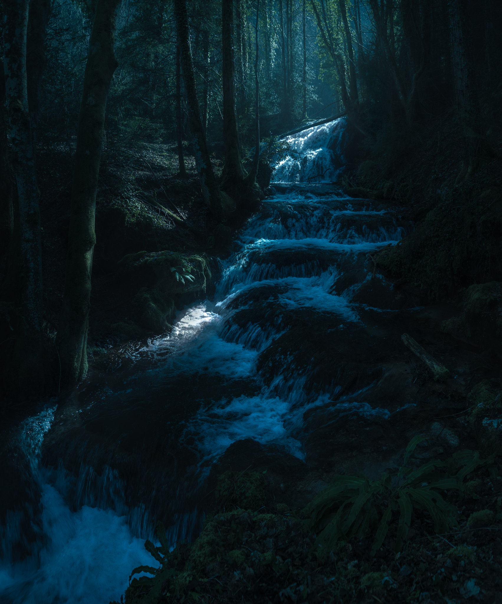 Sigma 24-105mm F4 DG OS HSM Art sample photo. The mystic woods ii photography