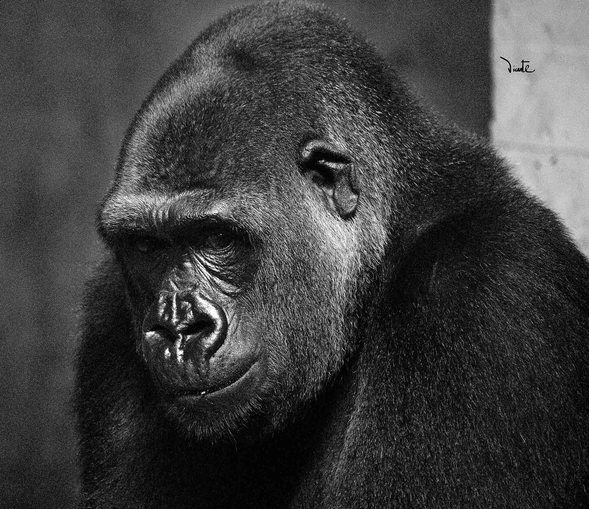 Canon EF-S 55-250mm F4-5.6 IS sample photo. Gorila photography