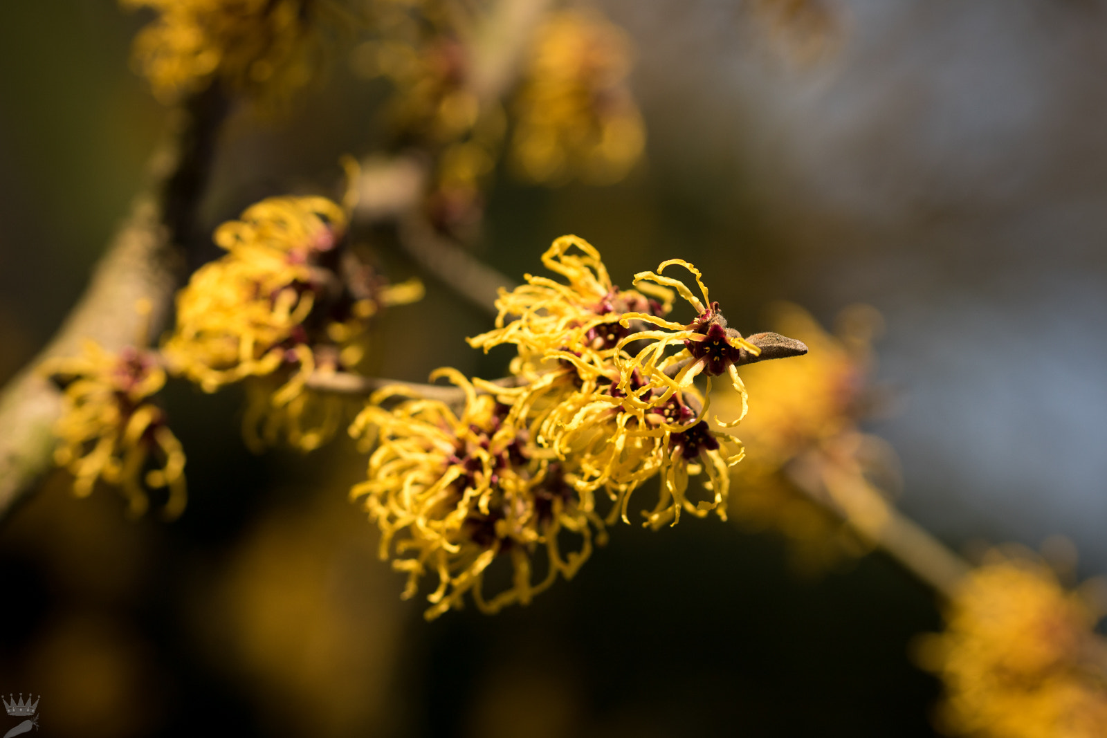 Sigma 105mm F2.8 EX DG OS HSM sample photo. Spring ii photography