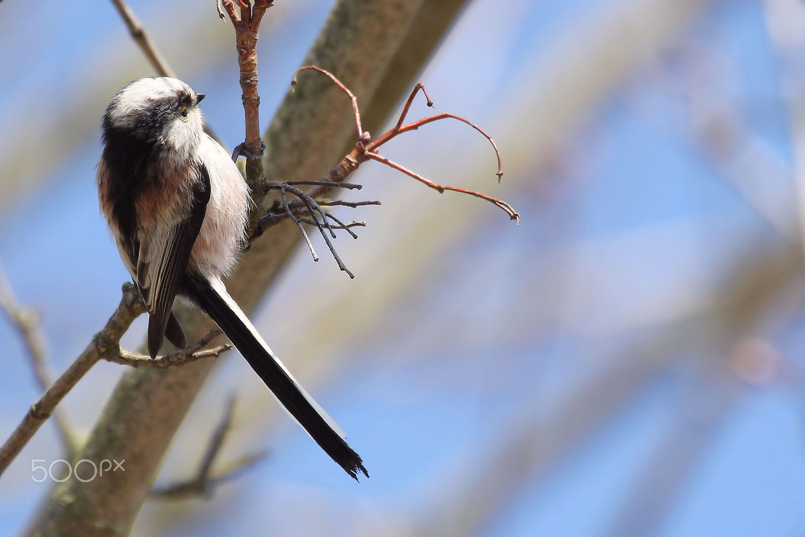 Canon EF 100-400mm F4.5-5.6L IS USM sample photo. Long tailed tit photography