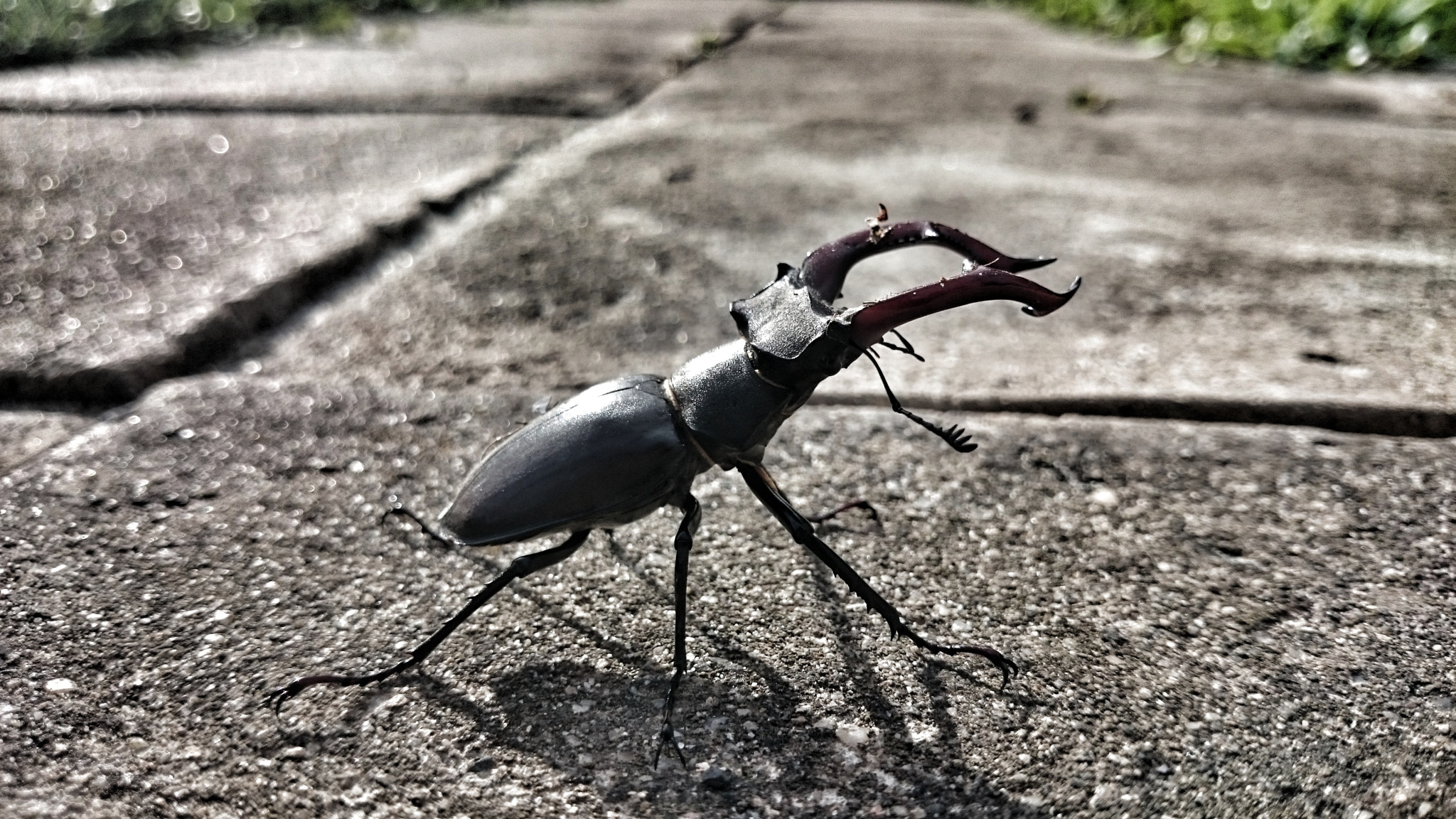 Sony Xperia Z1 Compact sample photo. Stag-beetle  photography