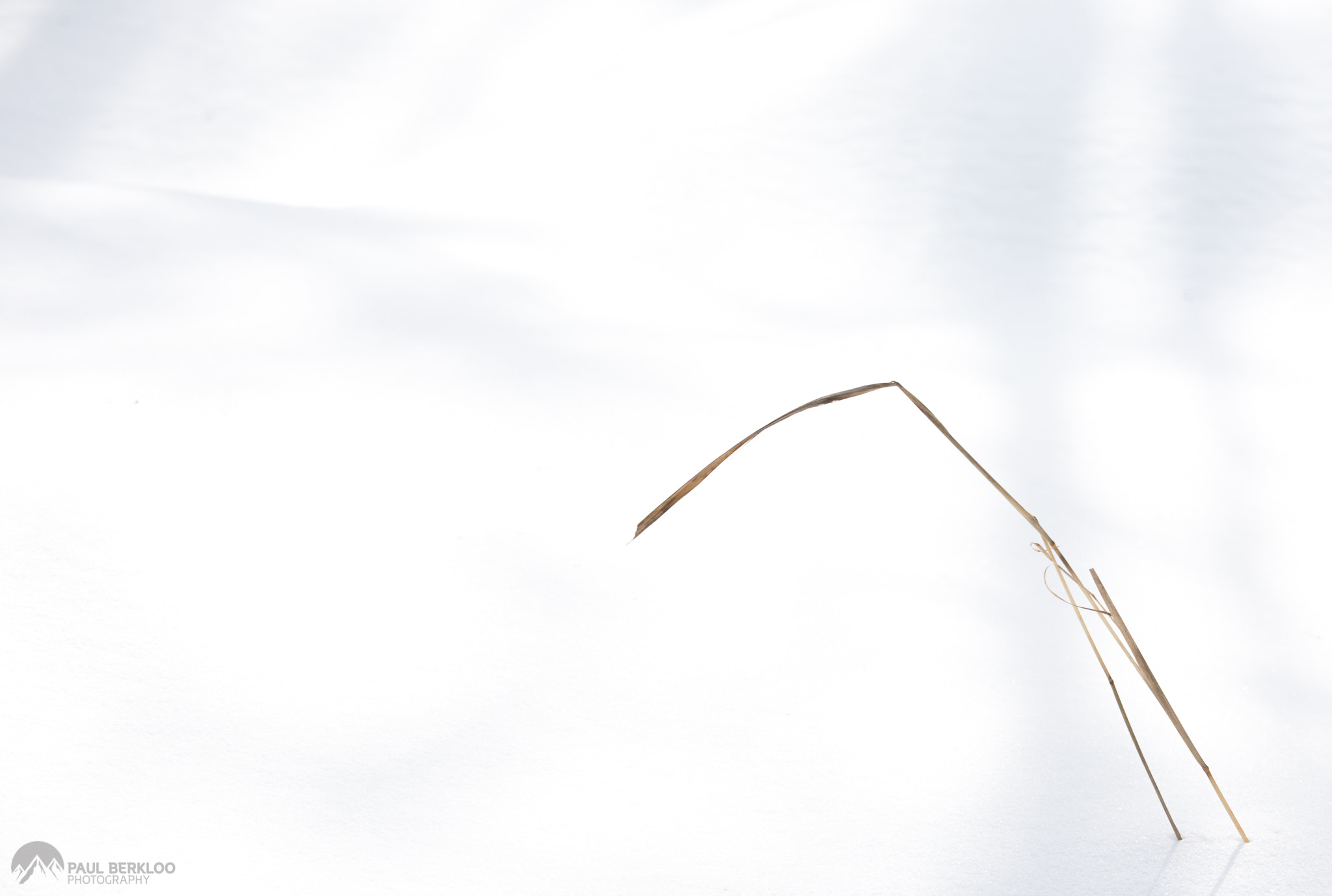 Canon EF 70-200mm F4L IS USM sample photo. Dead grass photography