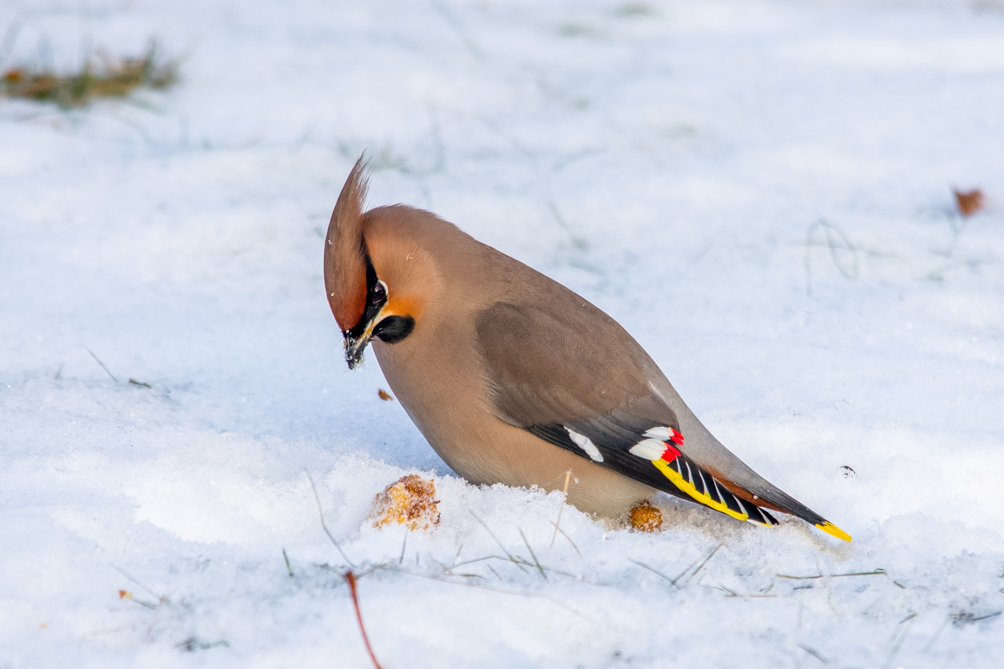 Nikon D7200 + Sigma 150-500mm F5-6.3 DG OS HSM sample photo. Bohemian waxwing photography