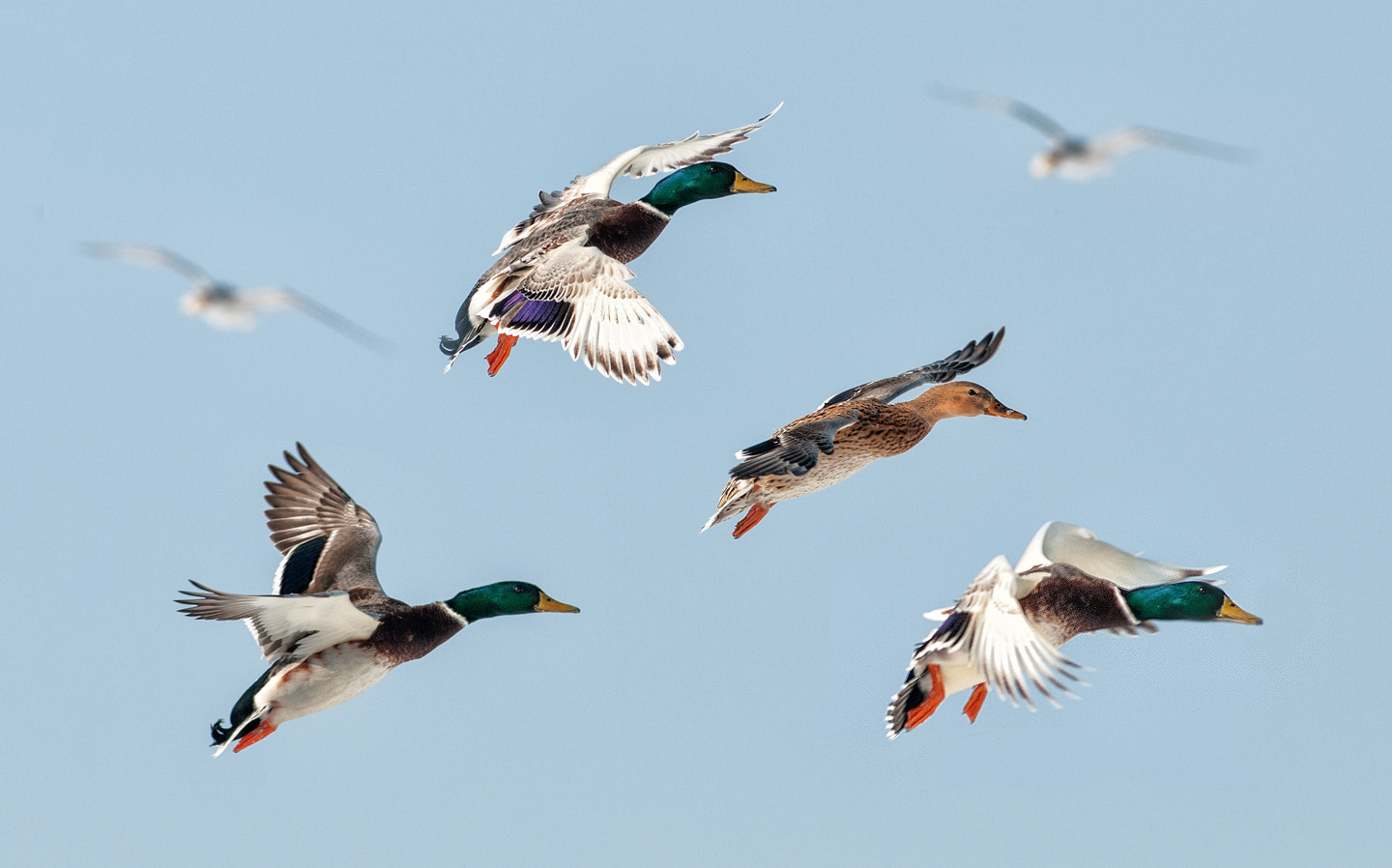 Nikon AF-S Nikkor 300mm F2.8G ED-IF VR sample photo. Flying ducks photography