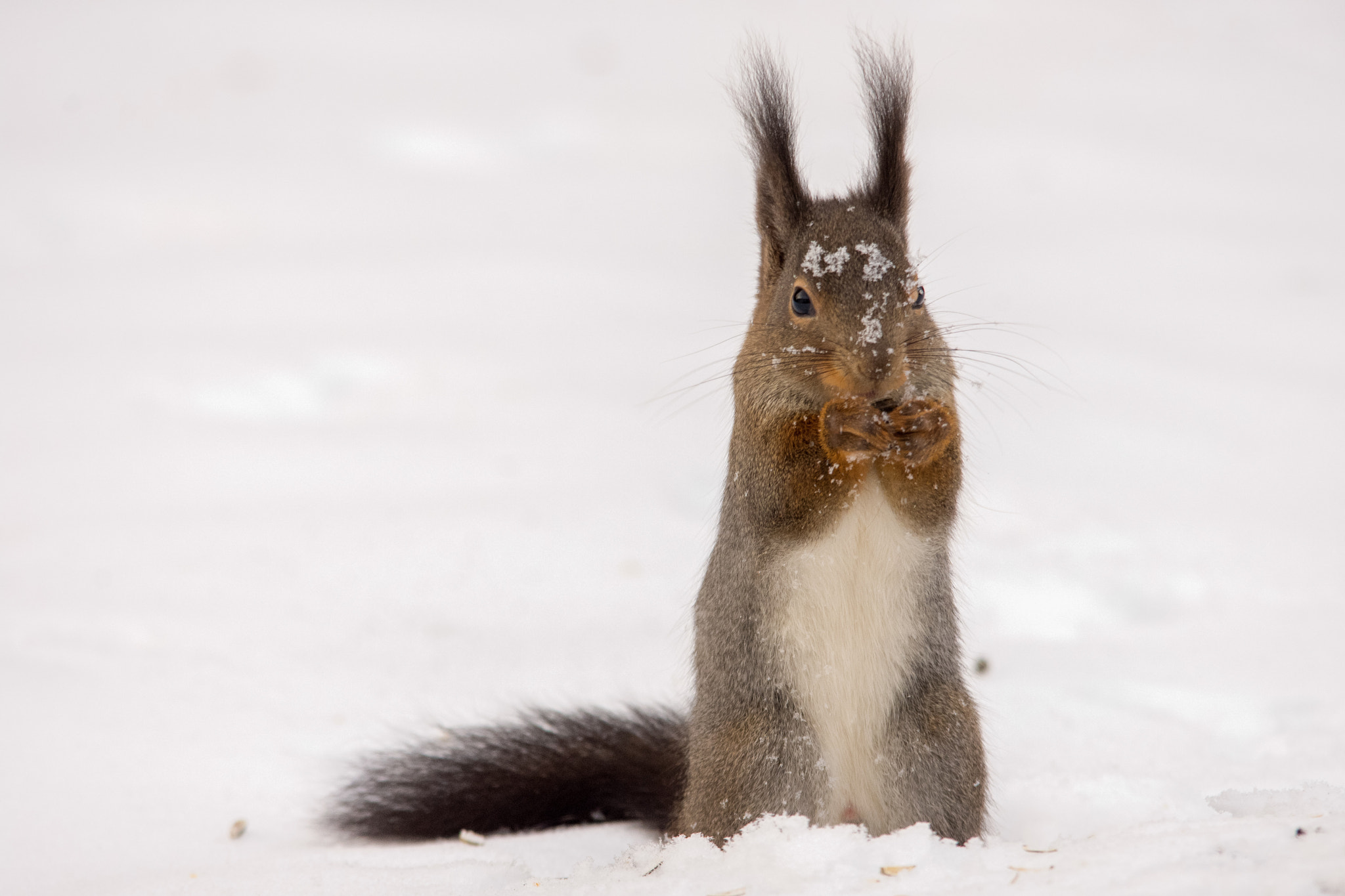 Nikon D7200 + Sigma 150-500mm F5-6.3 DG OS HSM sample photo. Squirrel photography