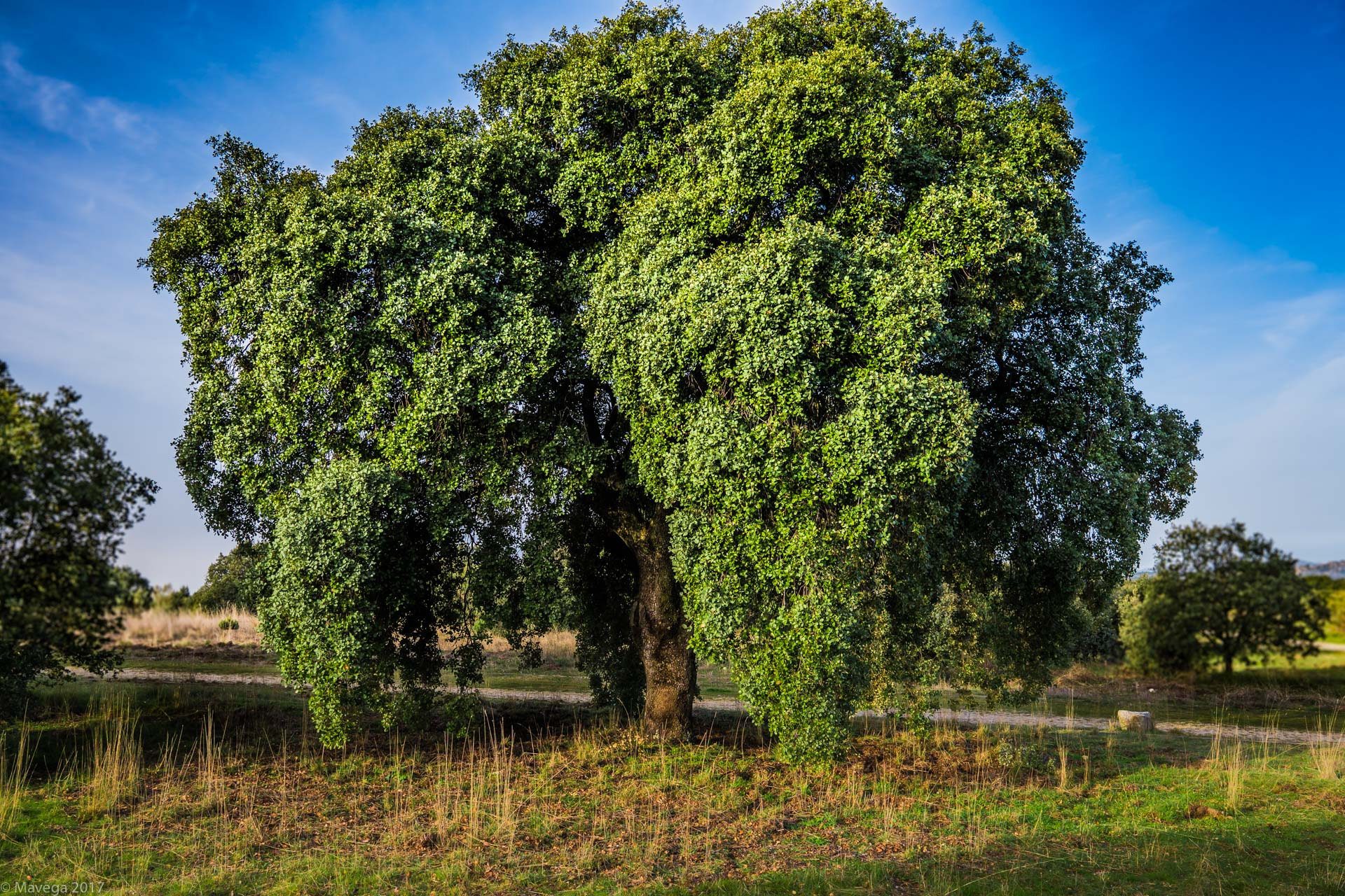 Sony a6300 + Sigma 19mm F2.8 EX DN sample photo. Fat tree photography