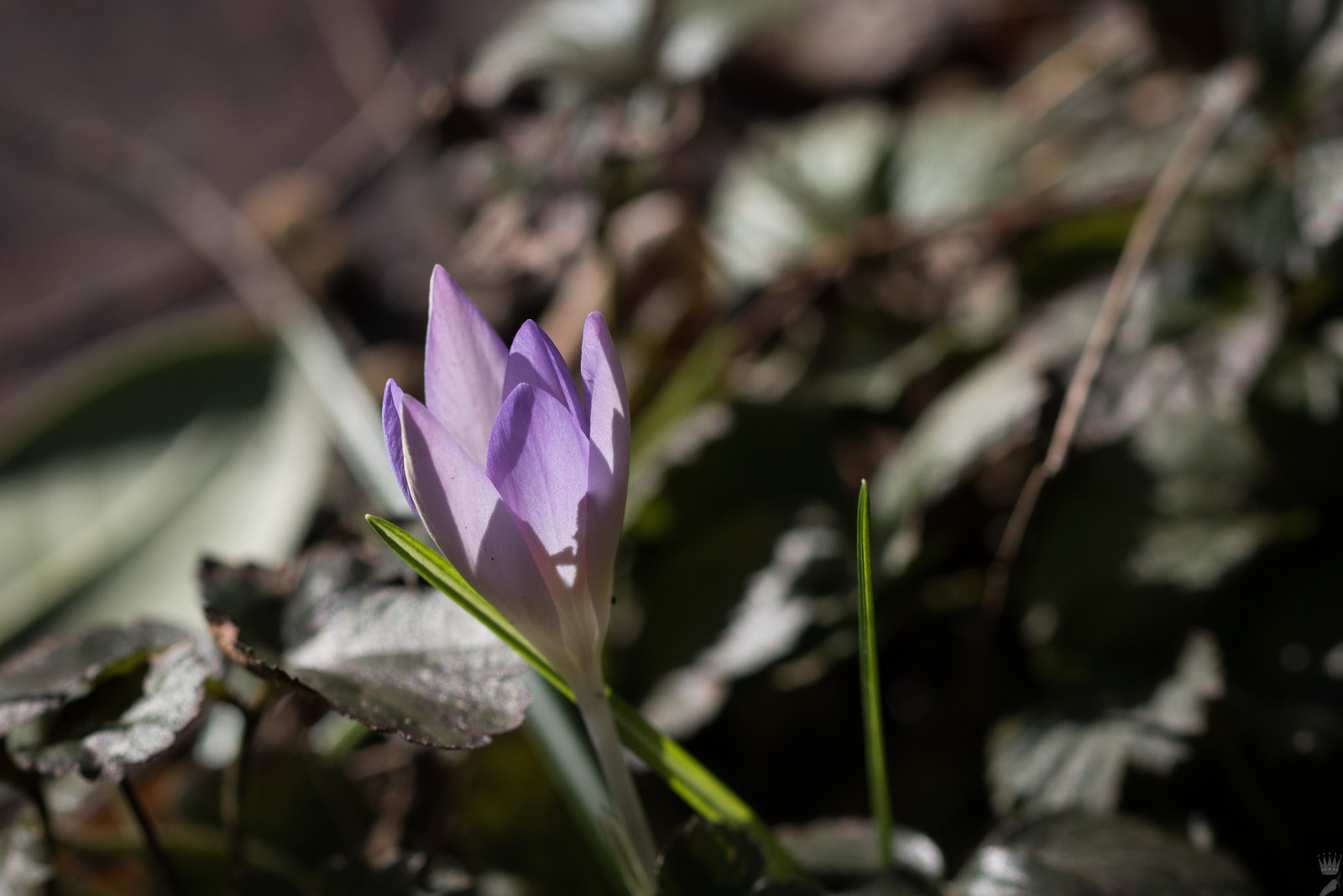 Sigma 105mm F2.8 EX DG OS HSM sample photo. Spring iii photography