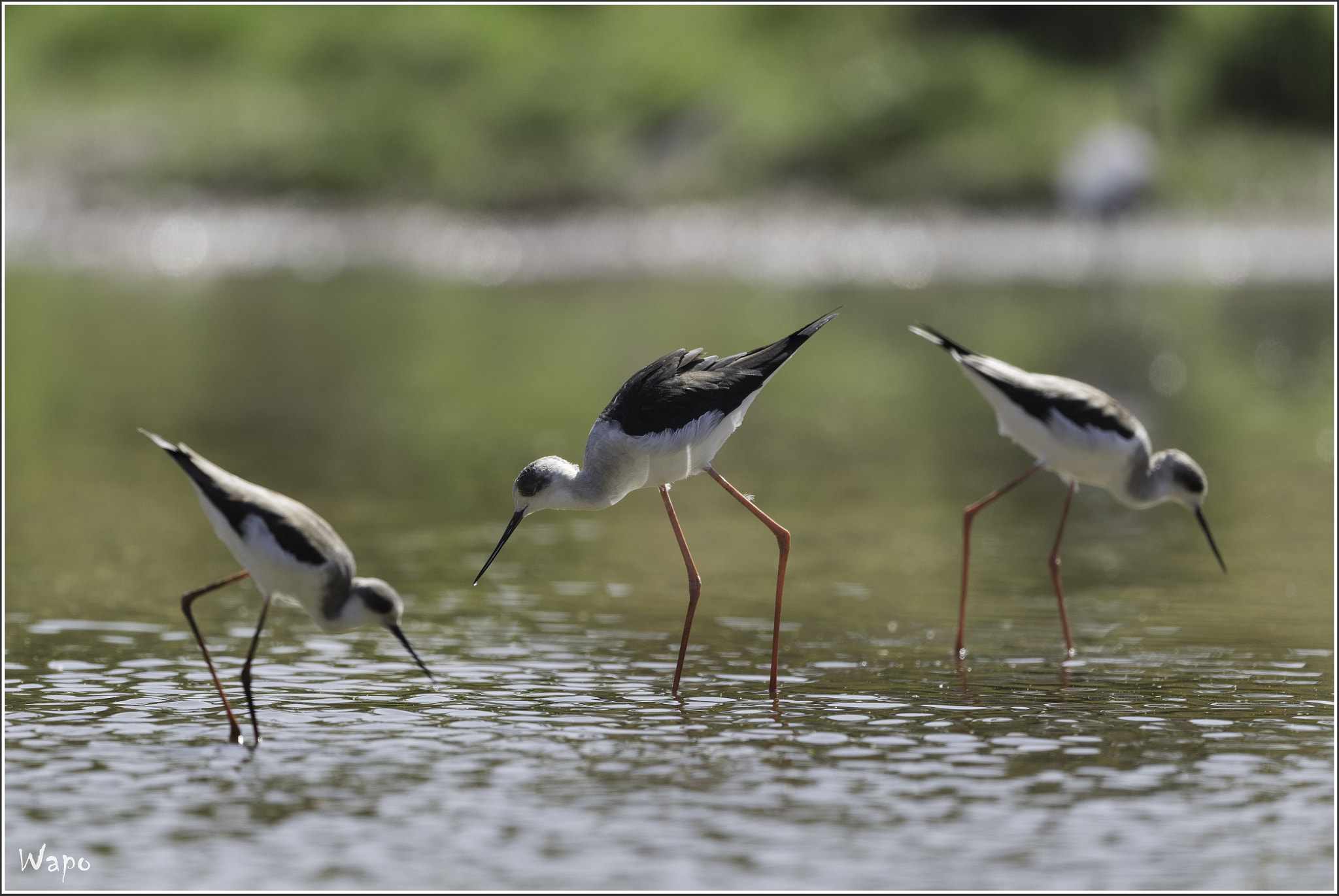 Nikon AF-S Nikkor 500mm F4E FL ED VR sample photo. Black-winged stilt photography