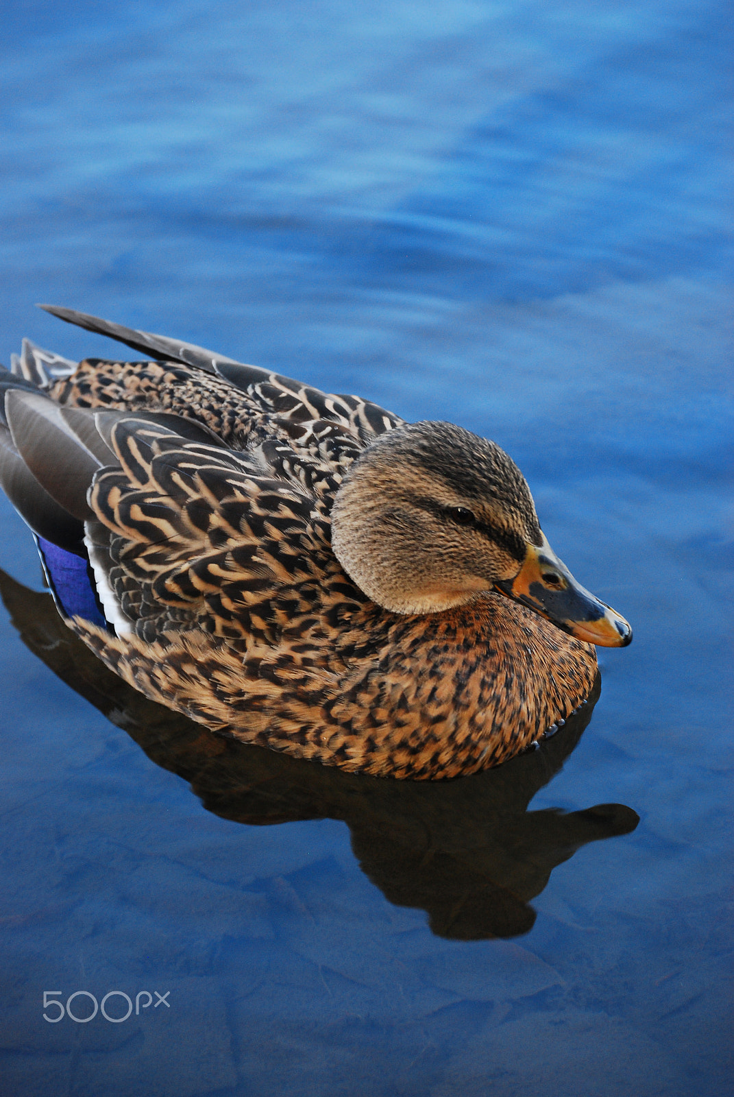 Nikon D80 sample photo. Female mallar or wild duck photography