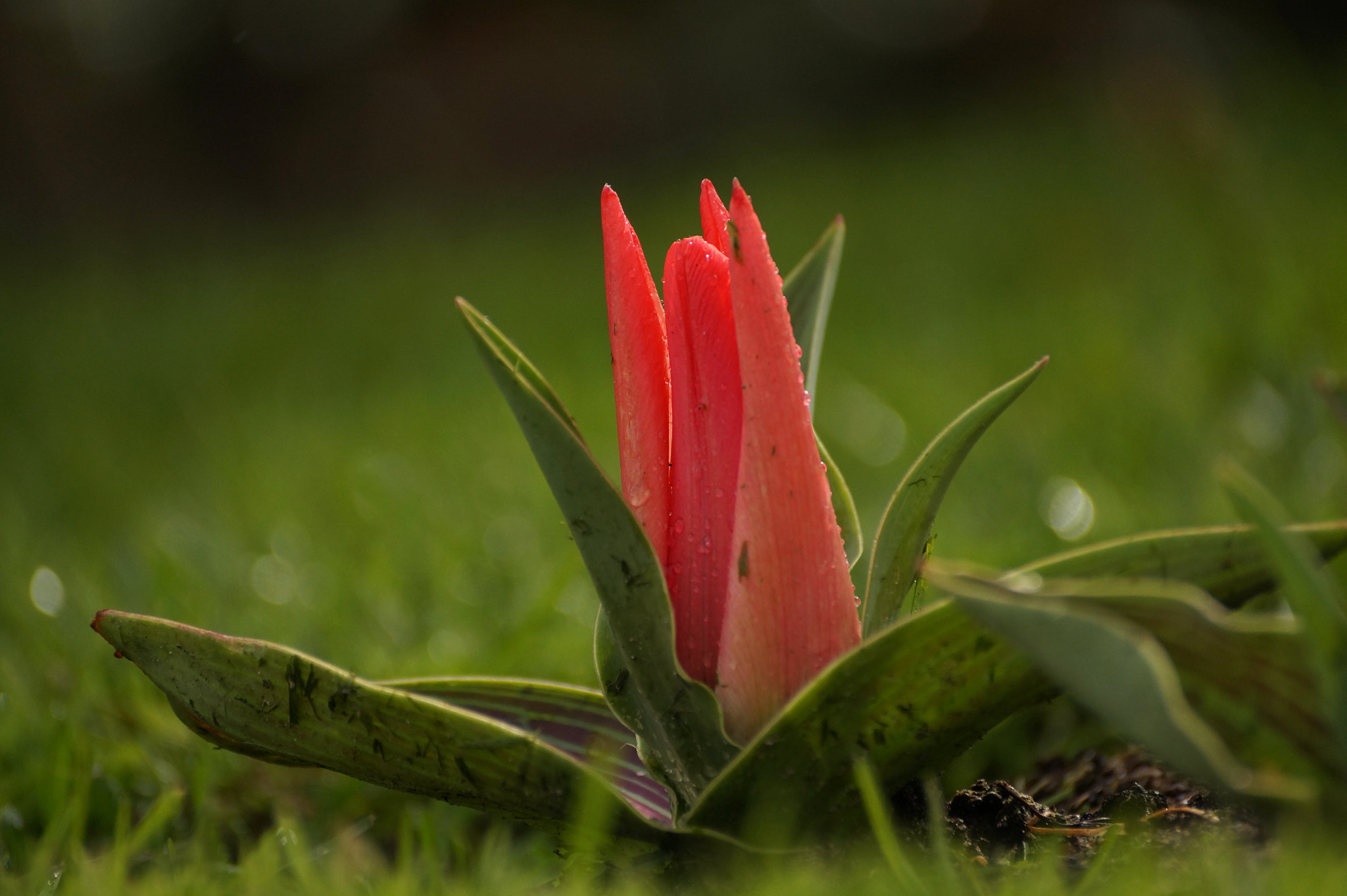 Sony DT 55-300mm F4.5-5.6 SAM sample photo. Tulipa `pinocchio` photography