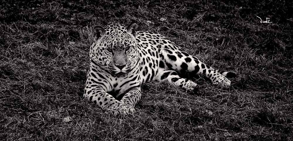 Canon EF-S 55-250mm F4-5.6 IS sample photo. Guepardo photography