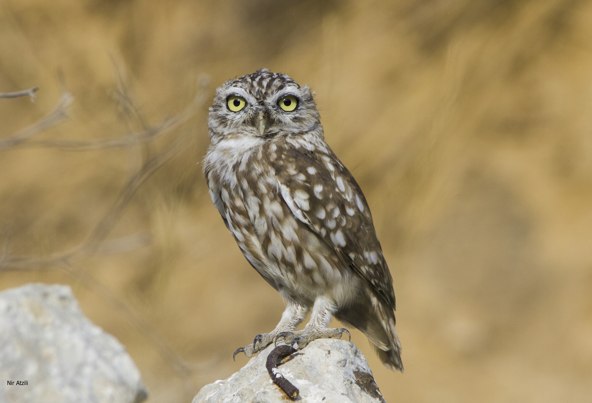 Sigma 150-500mm F5-6.3 DG OS HSM sample photo. Img photography