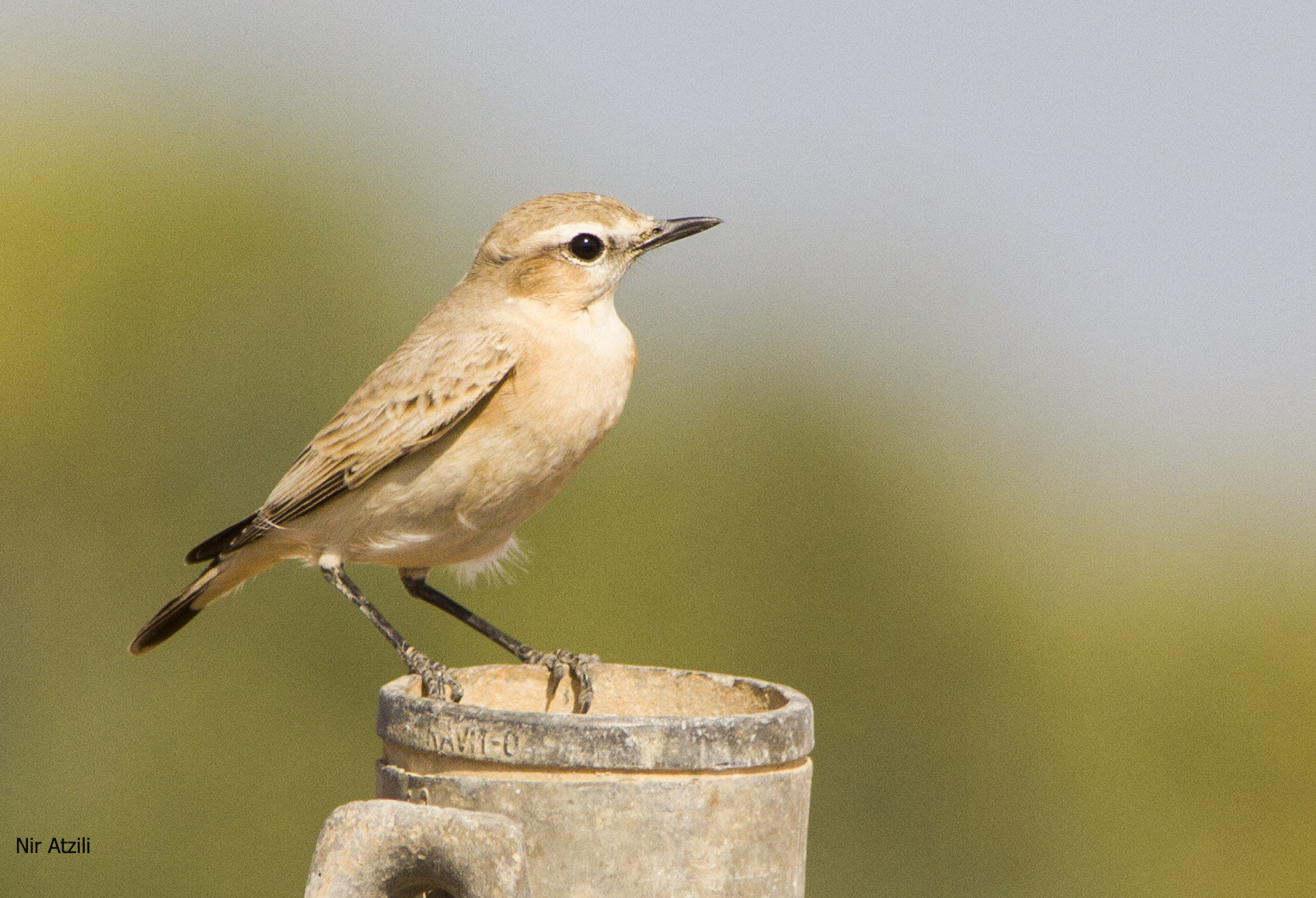 Sigma 150-500mm F5-6.3 DG OS HSM sample photo. Img photography