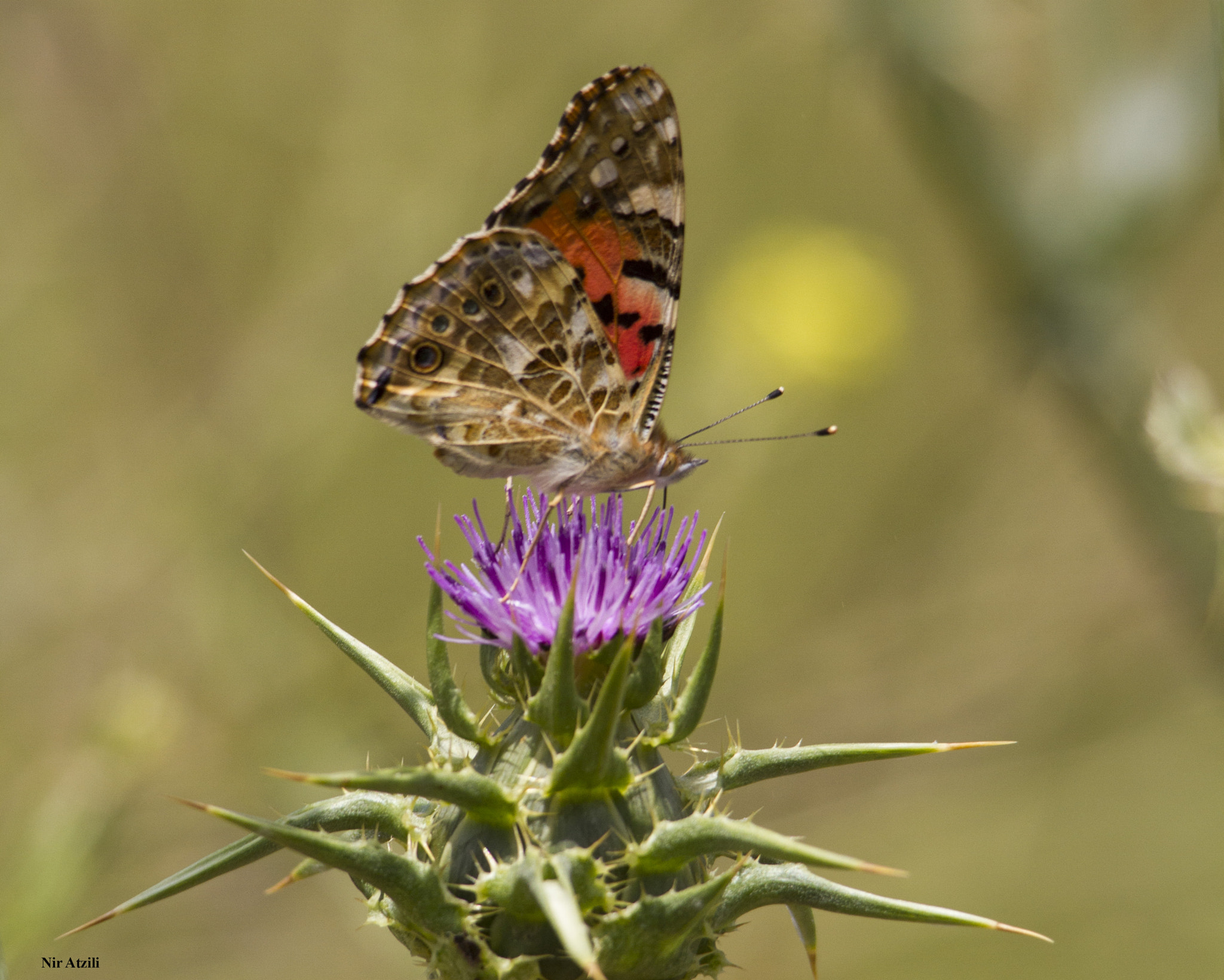 Sigma 150-500mm F5-6.3 DG OS HSM sample photo. Img photography
