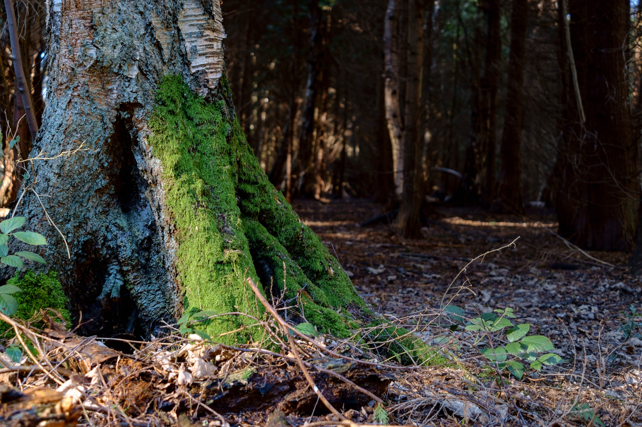 Fujifilm X-Pro1 sample photo. The tree of life photography