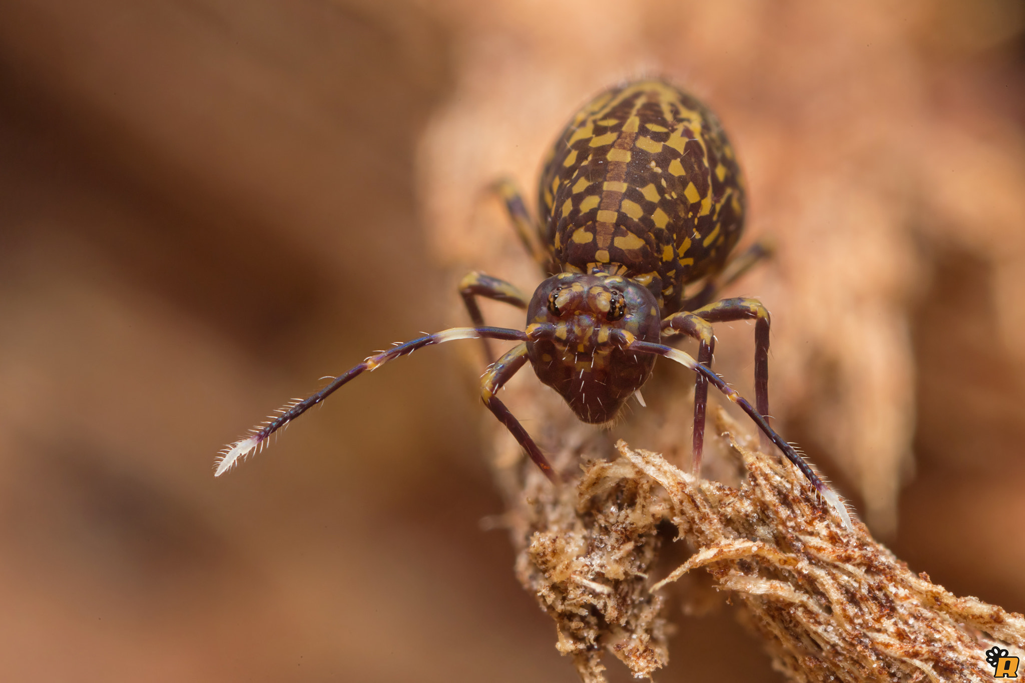 Canon MP-E 65mm F2.5 1-5x Macro Photo sample photo. Springtail photography