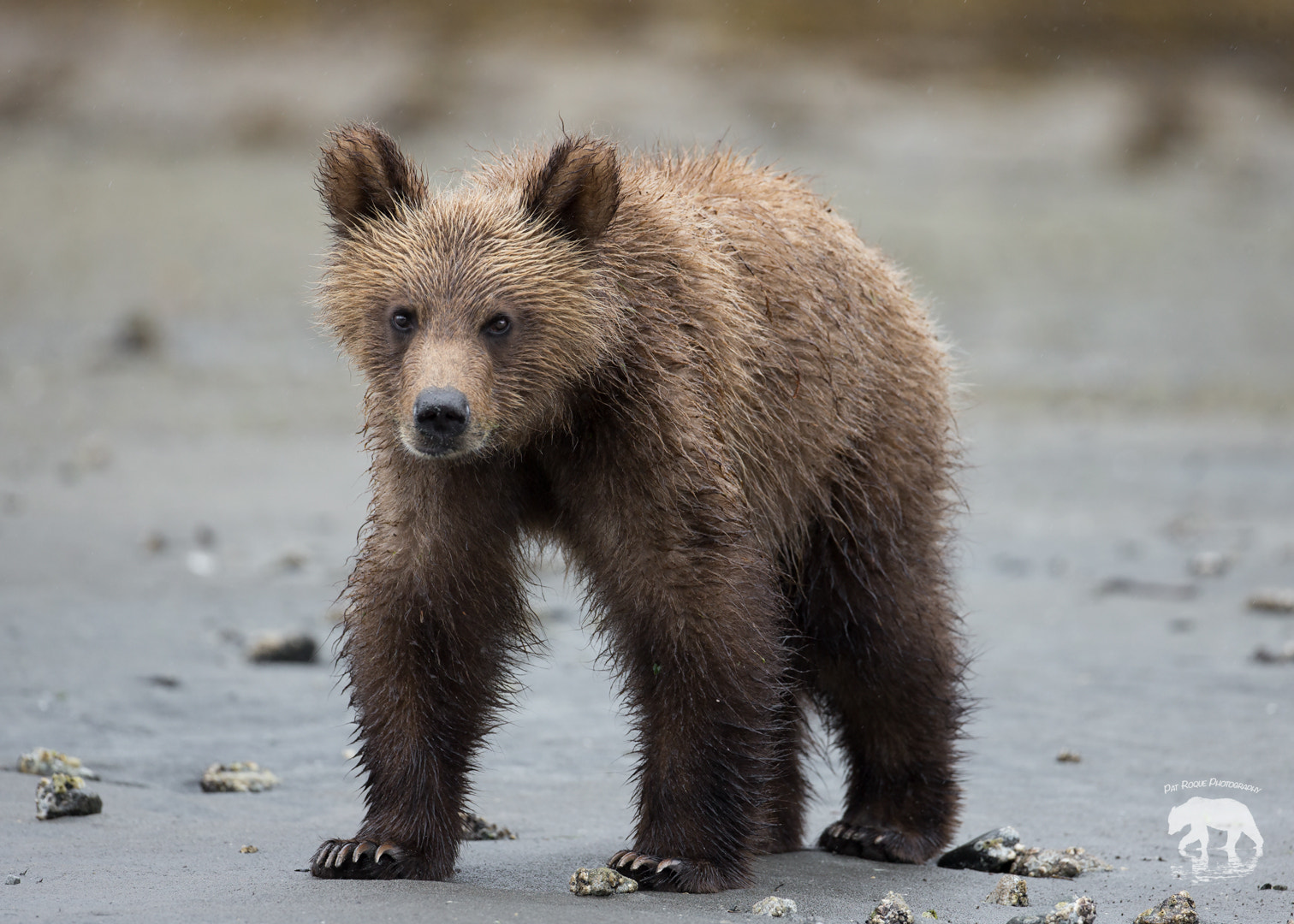 Canon EOS-1D X + Canon EF 500mm F4L IS USM sample photo. Khutzeymateen coy photography