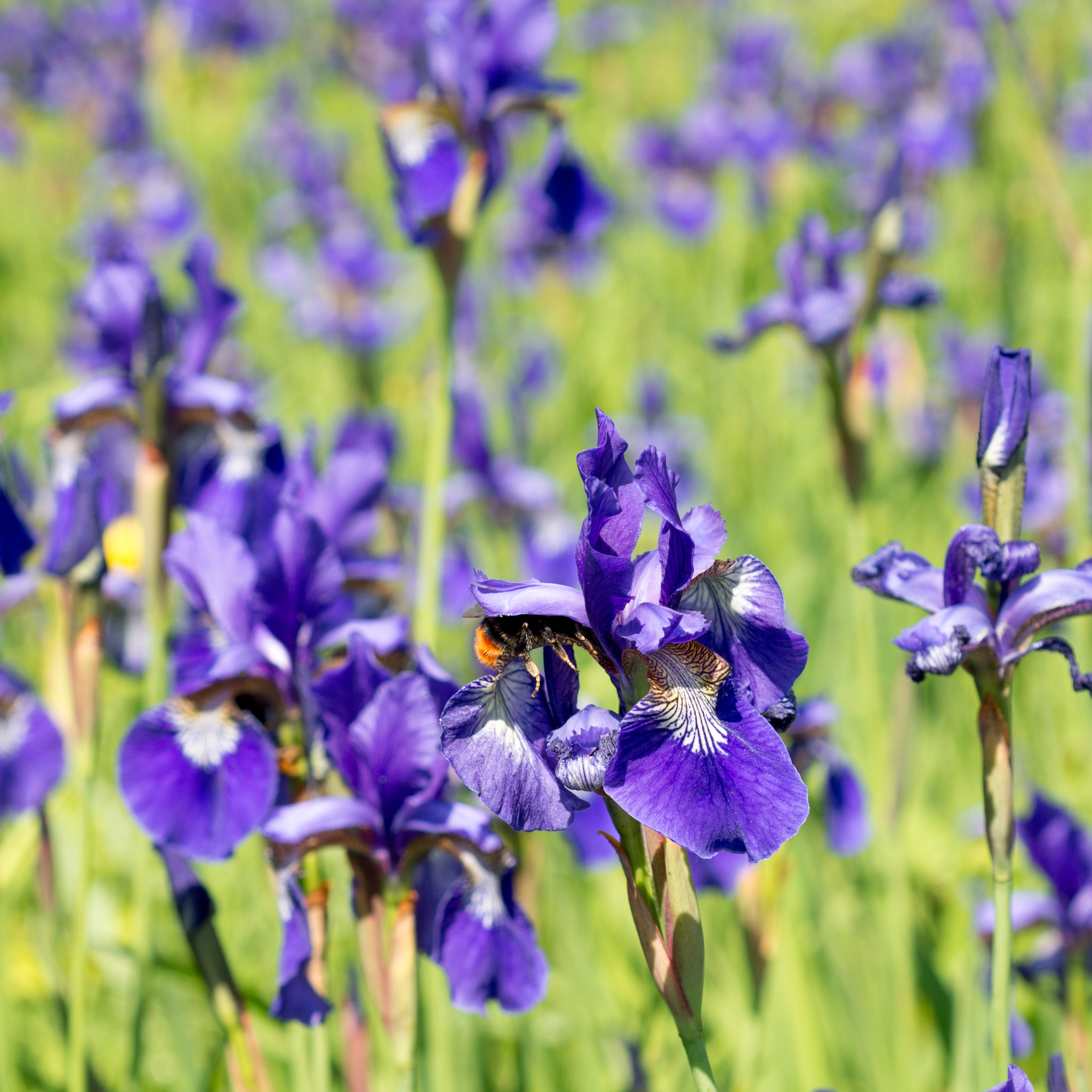 Nikon AF Micro-Nikkor 60mm F2.8D sample photo. Flowers irises photography
