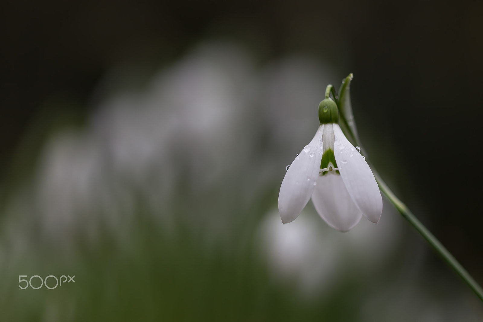 Canon EF 100mm F2.8 Macro USM sample photo. Standing out photography